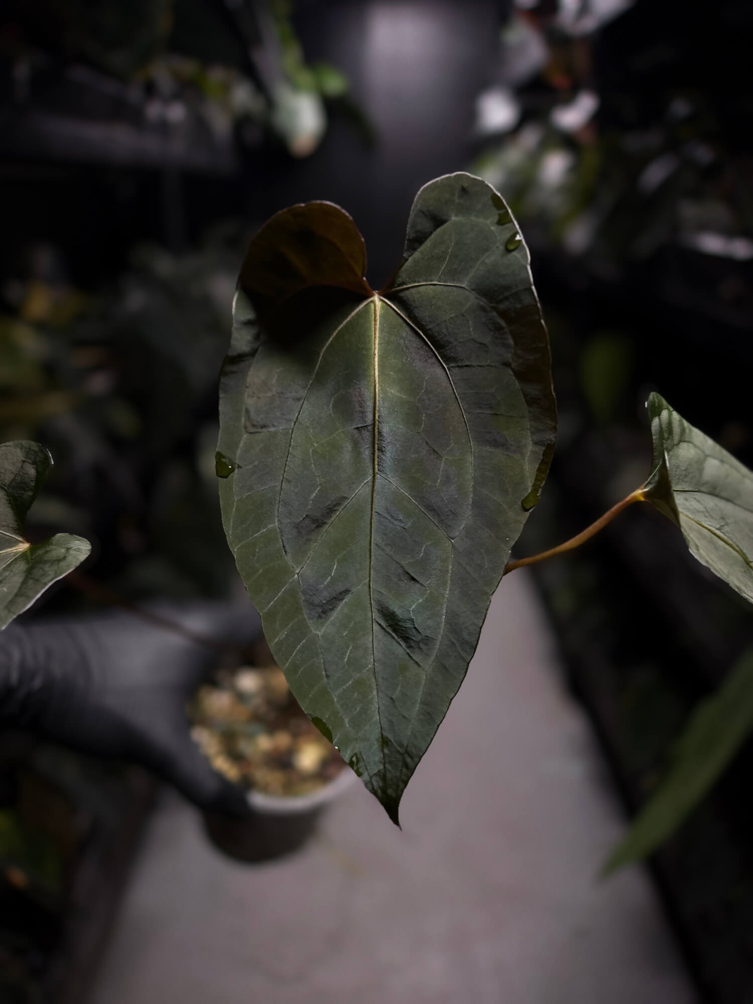Anthurium #UluruDreams • select plant