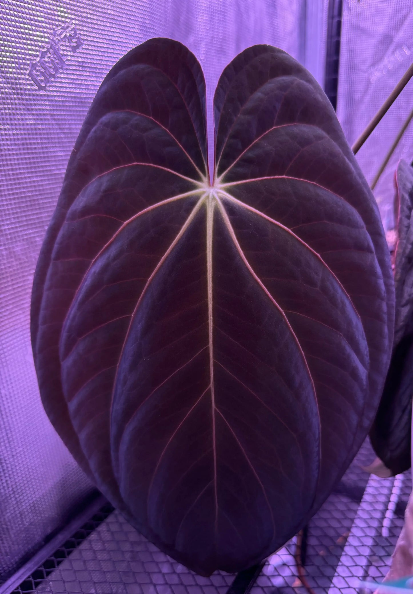 Anthurium papillilaminum x (antolakii x 'Dark Phoenix')