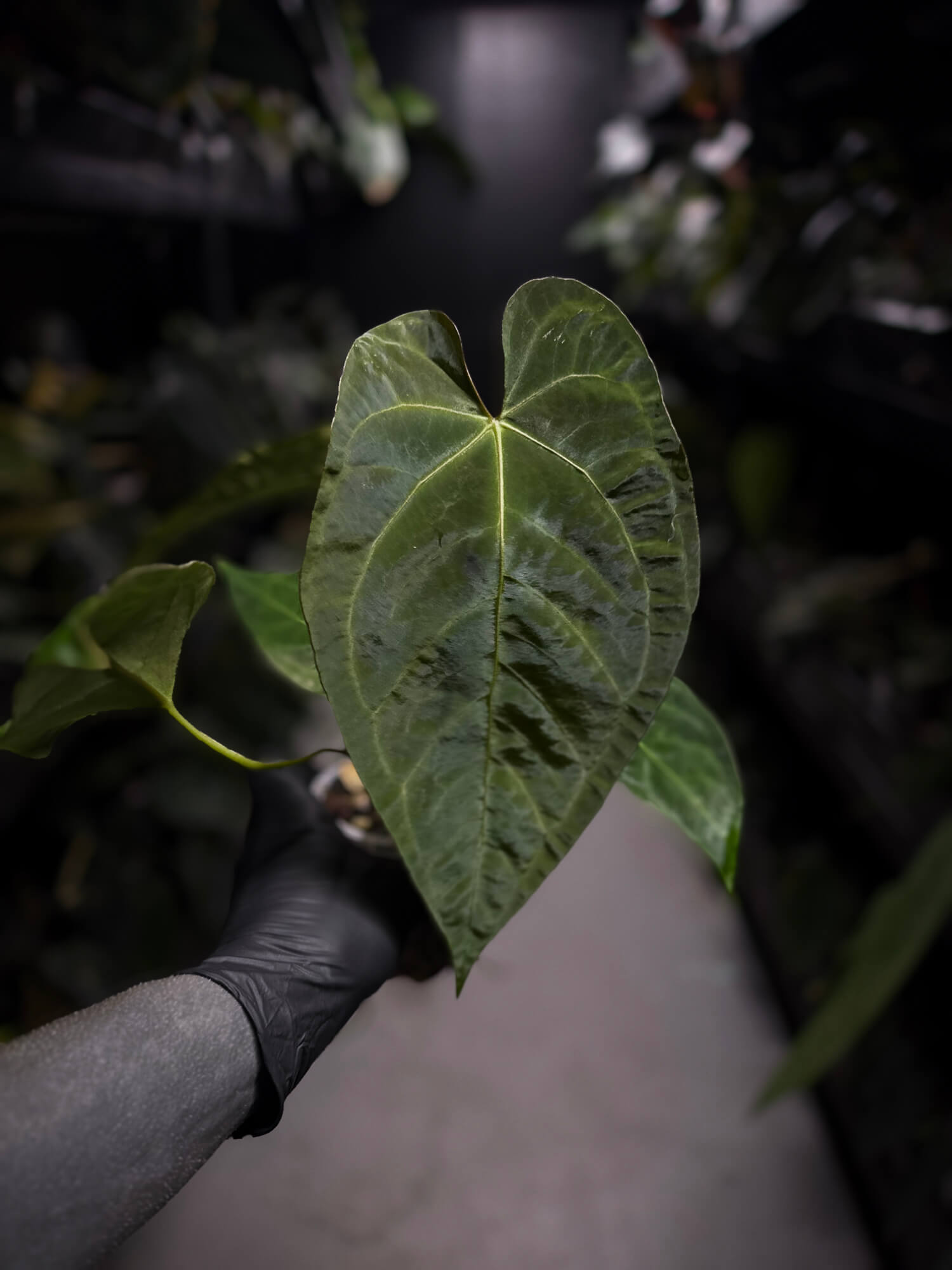 Anthurium (pap x dress ex. JS s1) x (regale x 'Silver Krome')