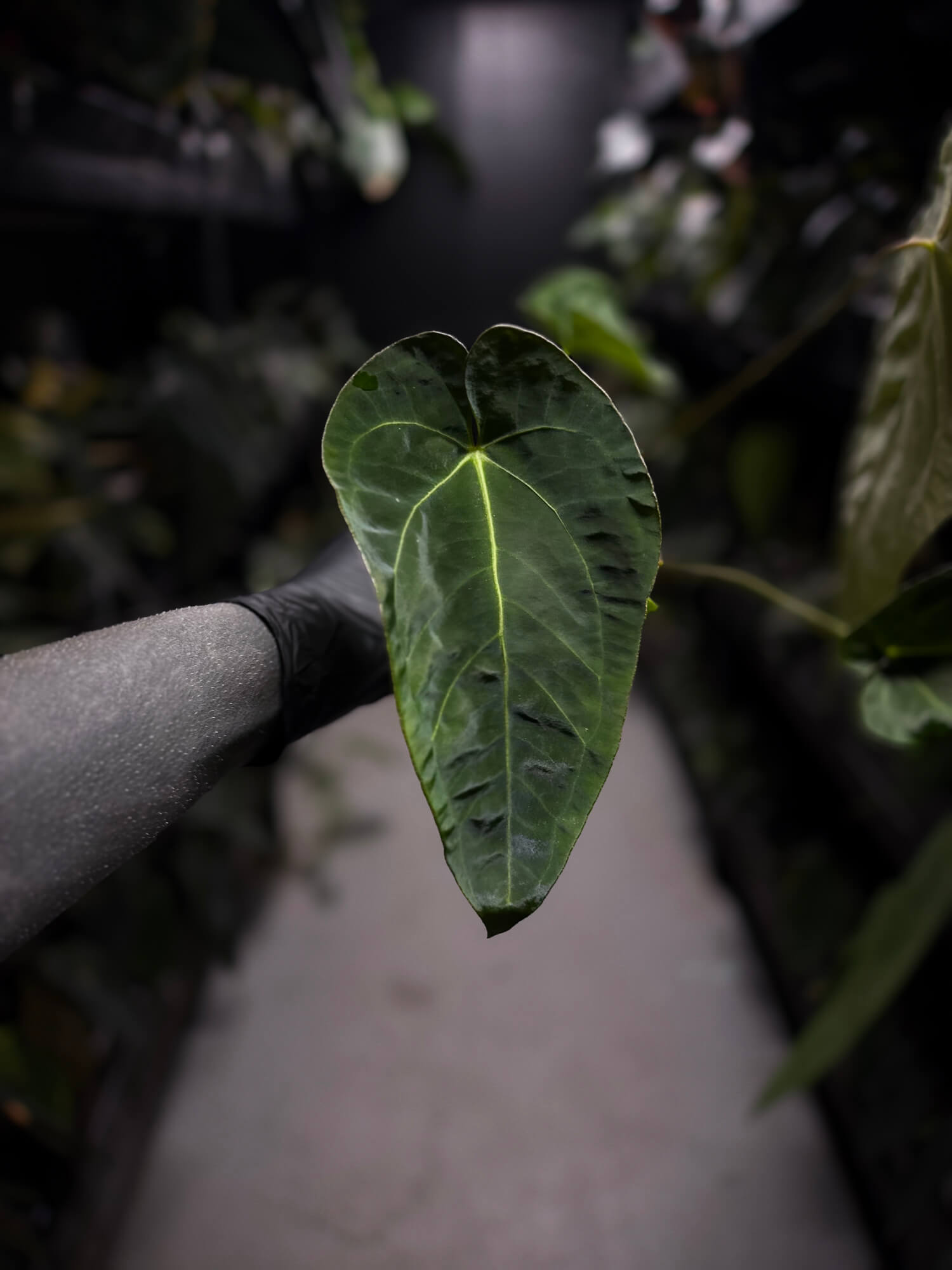 Anthurium (pap x dress ex. JS s1) x (regale x 'Silver Krome')
