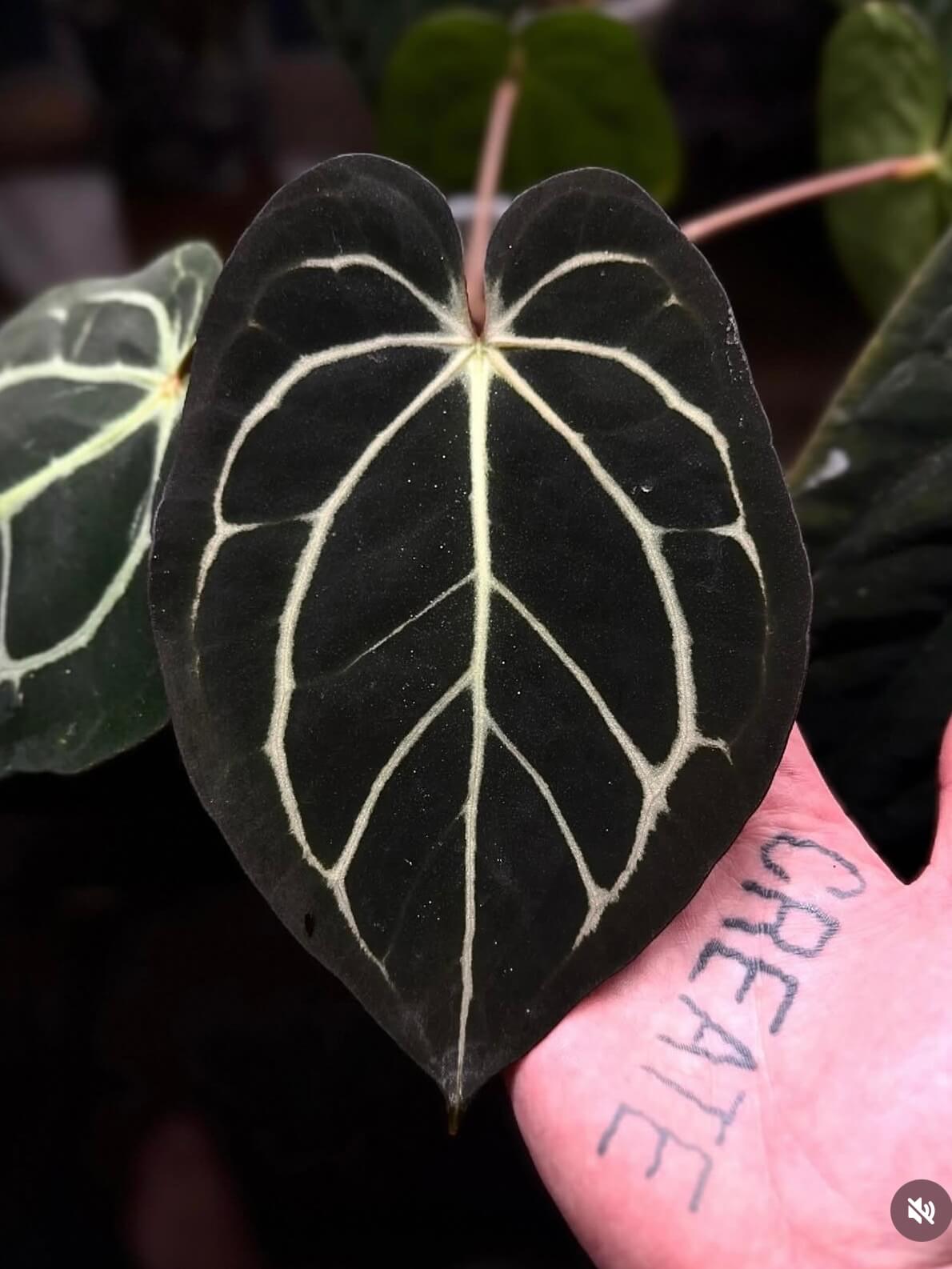 Anthurium carlablackiae