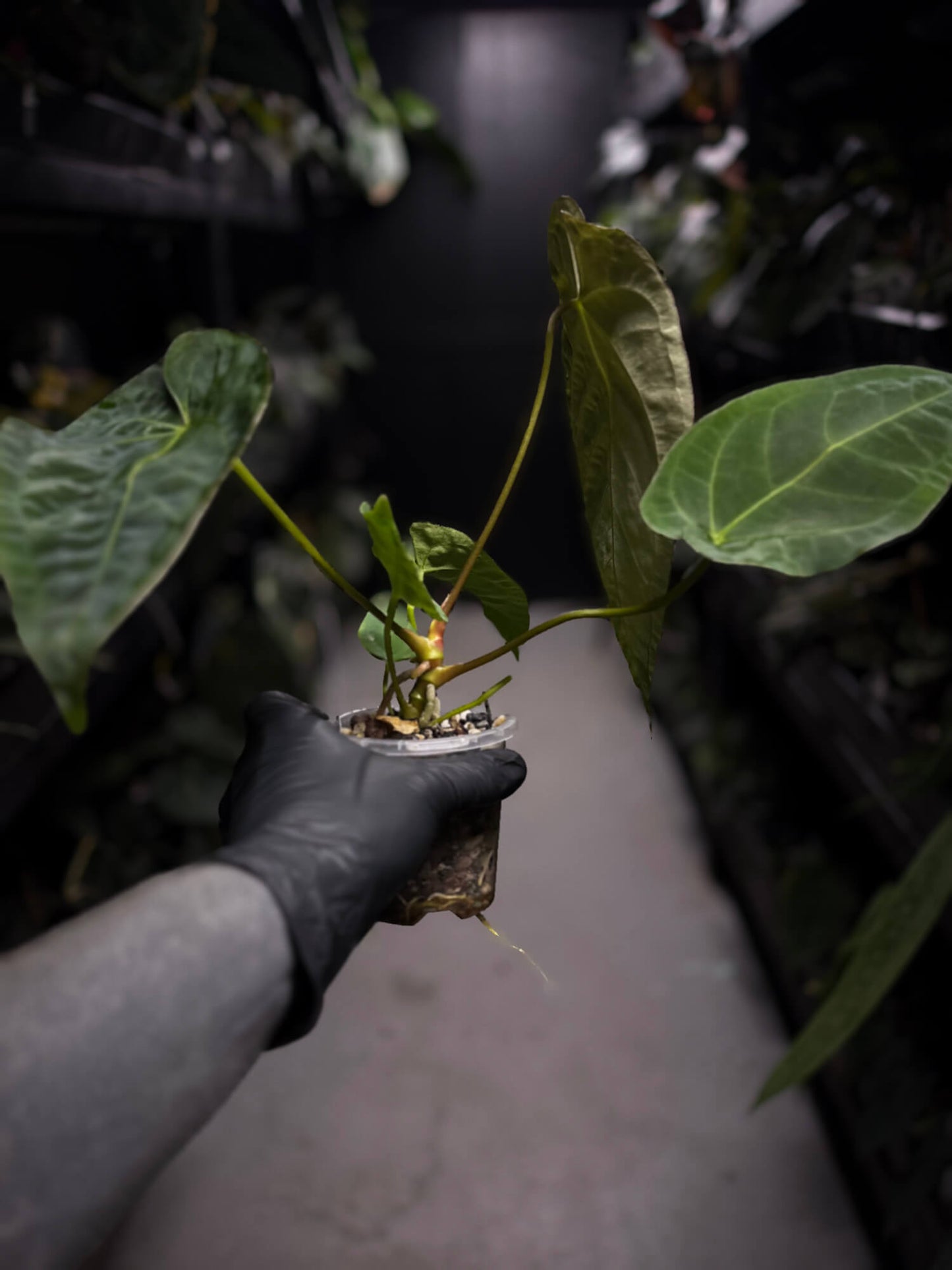 Anthurium (pap x dress ex. JS s1) x (regale x 'Silver Krome')