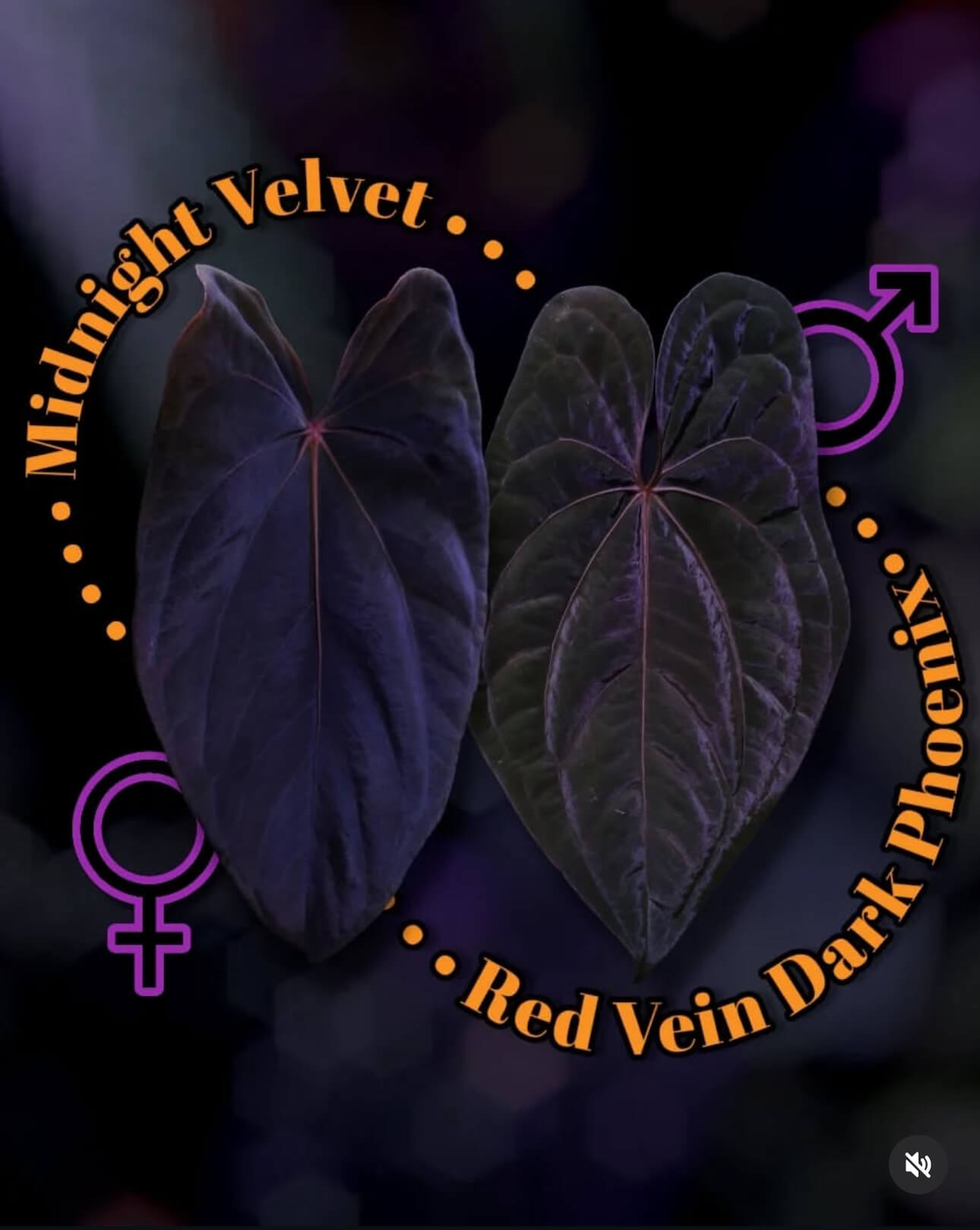Anthurium #MidnightVelvet x 'RVDP'