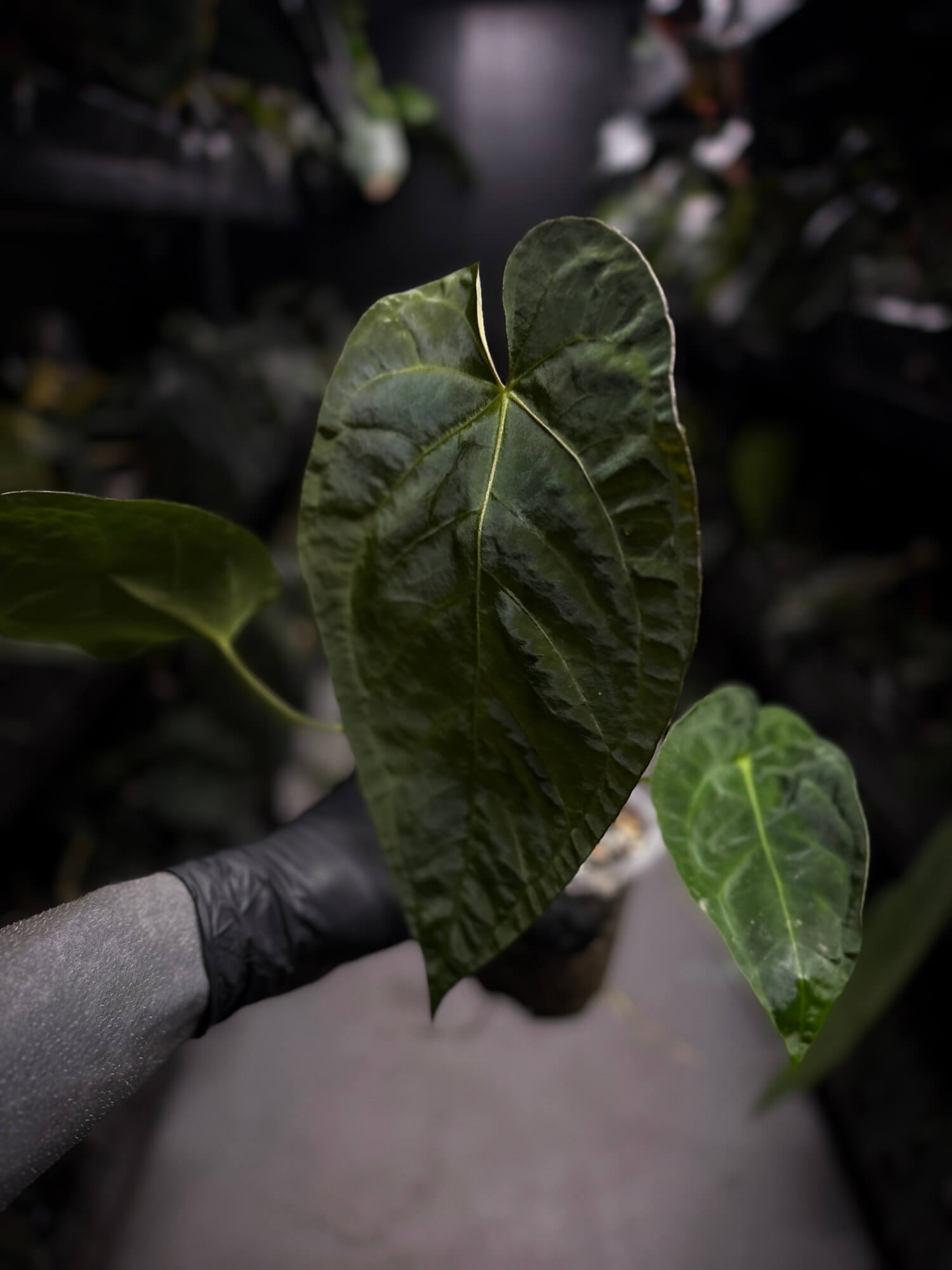 Anthurium (pap x dress ex. JS s1) x (regale x 'Silver Krome')