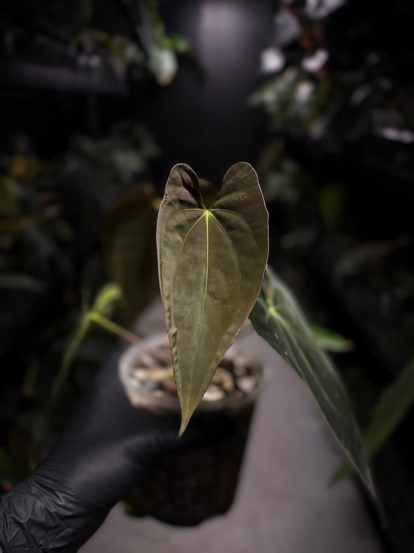 Anthurium papillilaminum 'MDB' x antolakii / 'BVEP' • select holdback