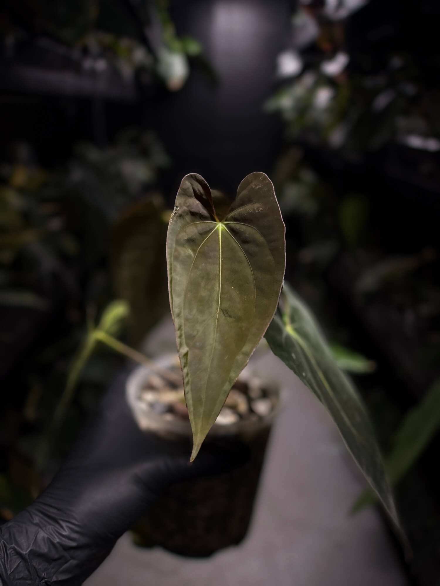 Anthurium papillilaminum 'MDB' x antolakii / 'BVEP' • select holdback