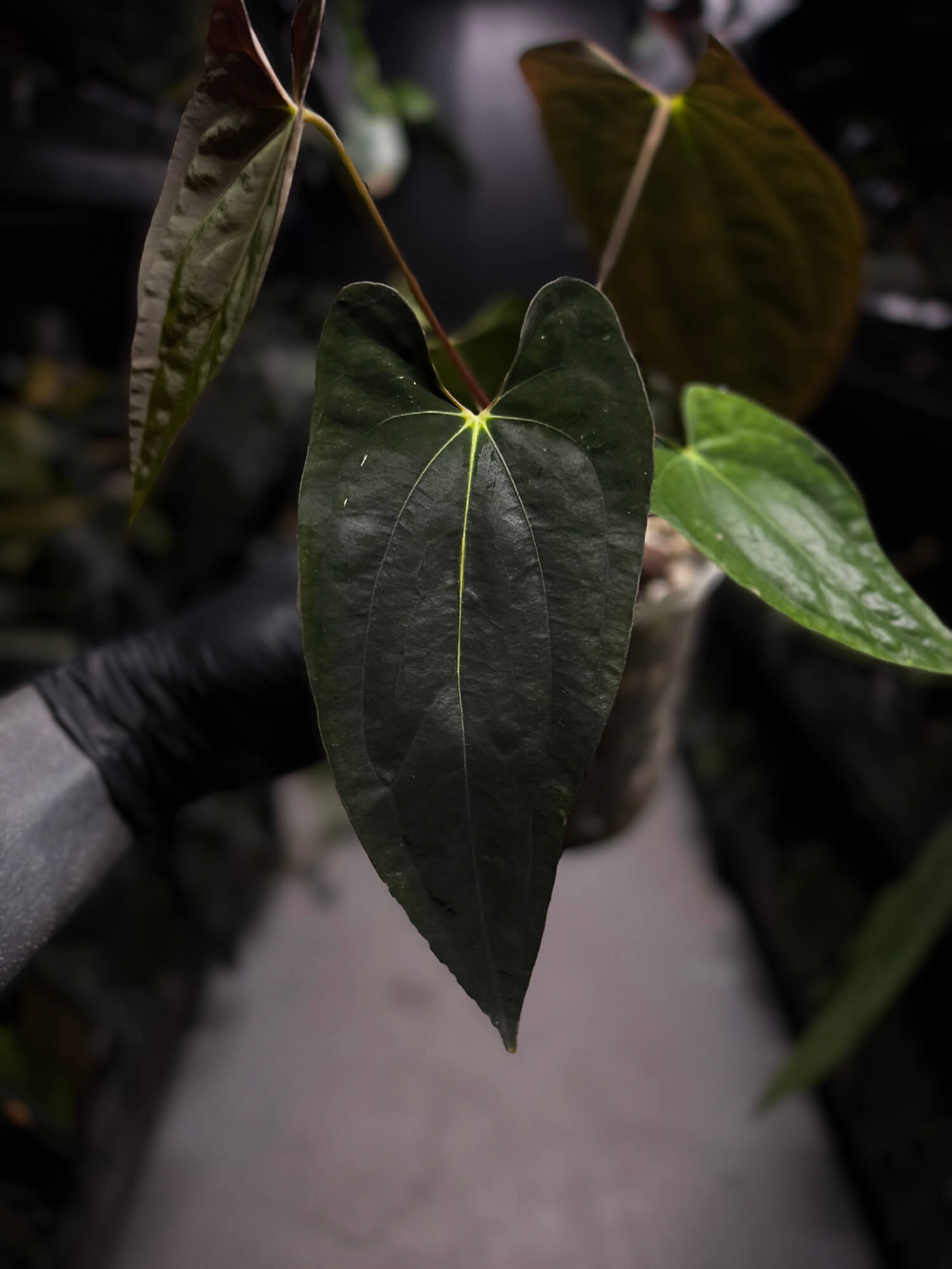 Anthurium papillilaminum 'MDB' x antolakii / 'BVEP' • select holdback
