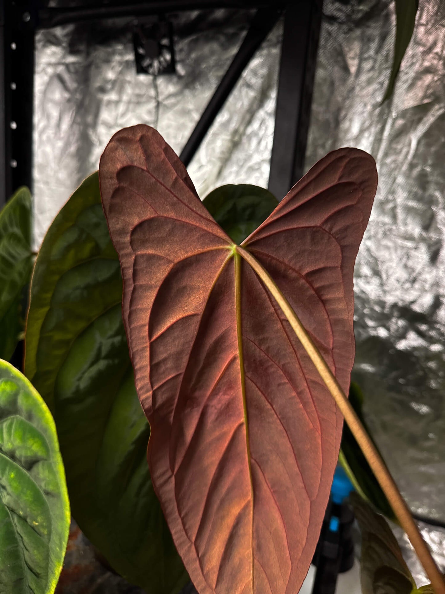 Anthurium dark forgetii x red pap • germinated seeds