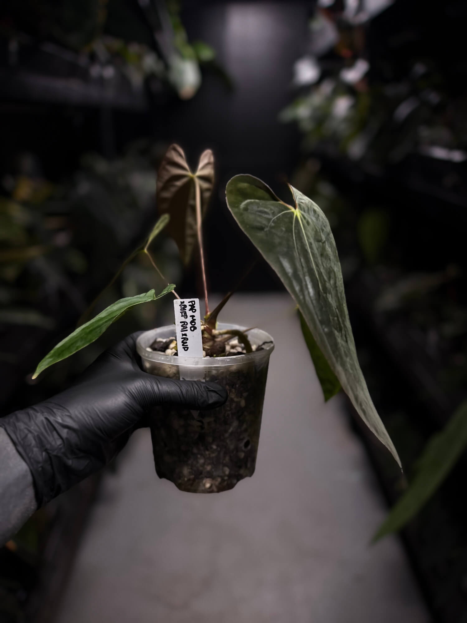 Anthurium papillilaminum 'MDB' x antolakii / 'BVEP' • select holdback