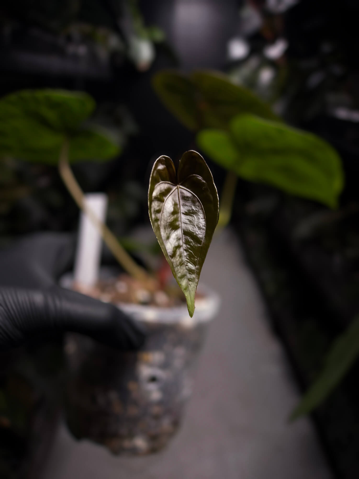 Anthurium papillilaminum x 'RVDP'