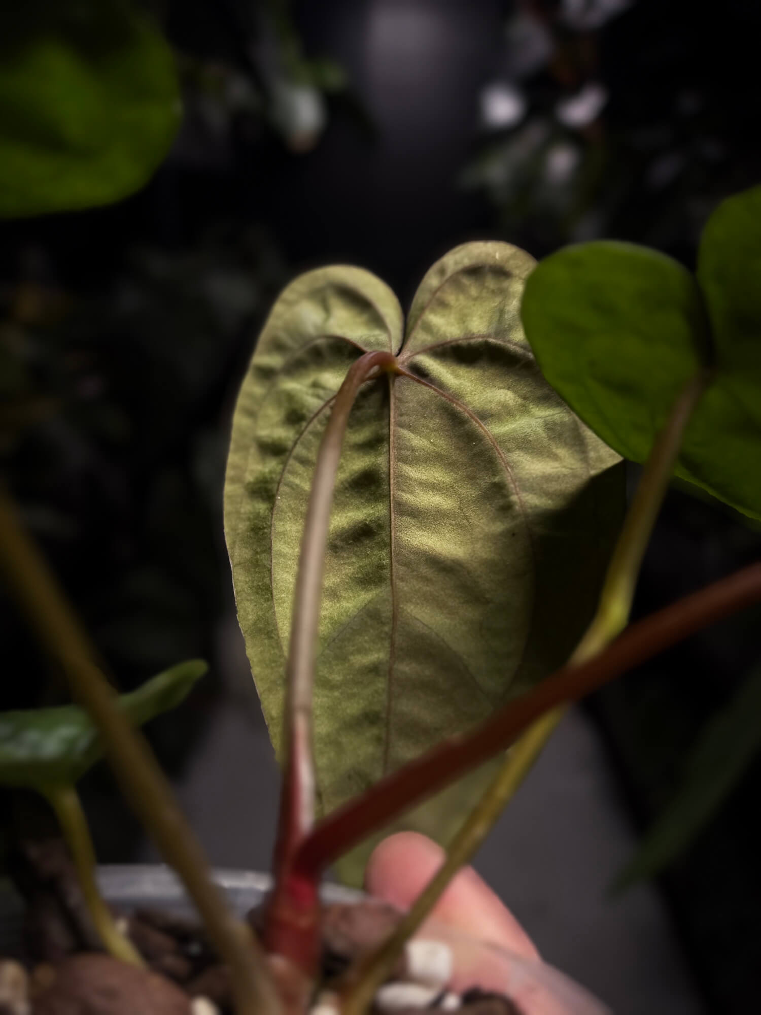 Anthurium papillilaminum x 'RVDP'