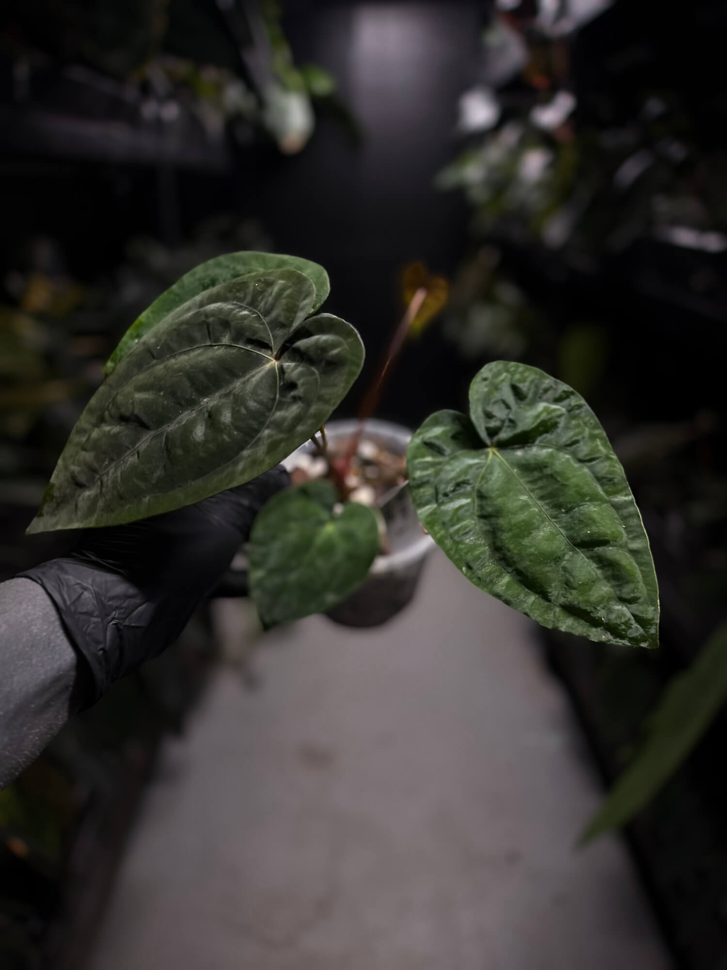 Anthurium papillilaminum x 'RVDP'