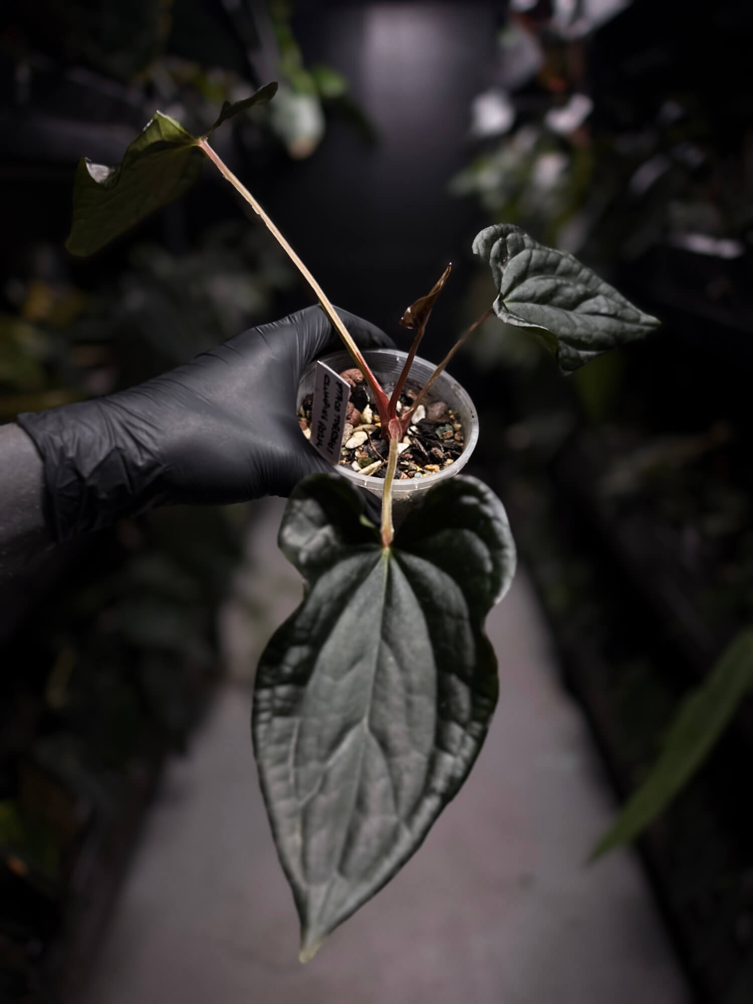 Anthurium #TacoTuesdays • luxurians hybrid mutation