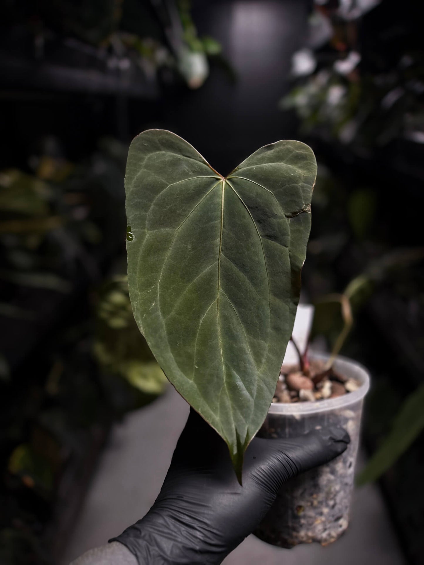 Anthurium #KissinCousins
