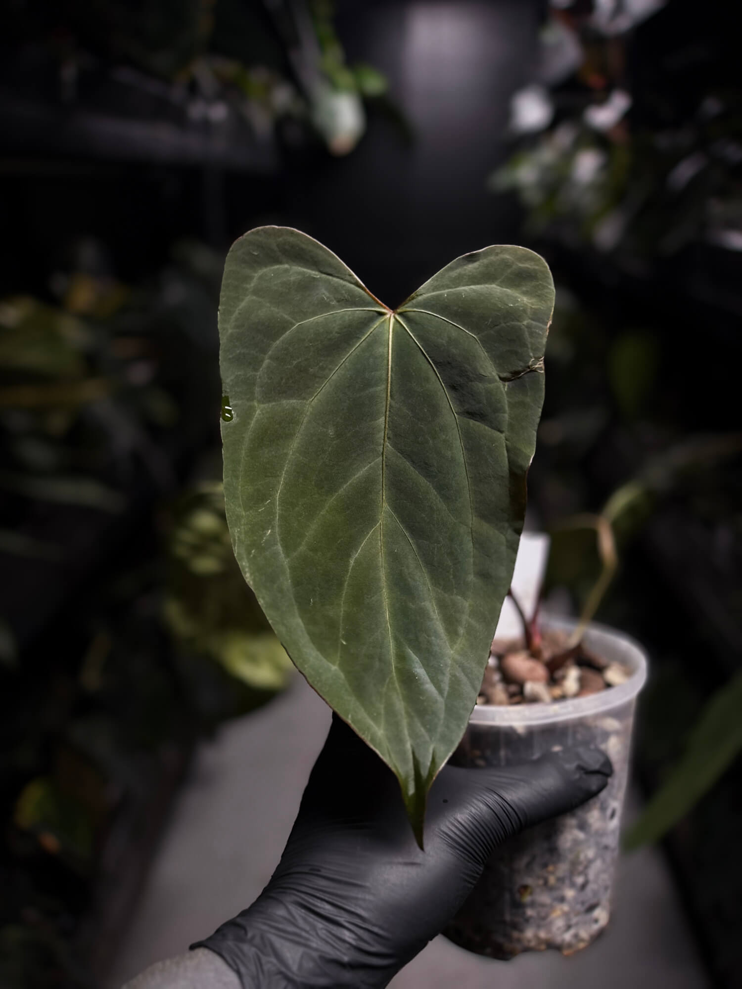 Anthurium #KissinCousins