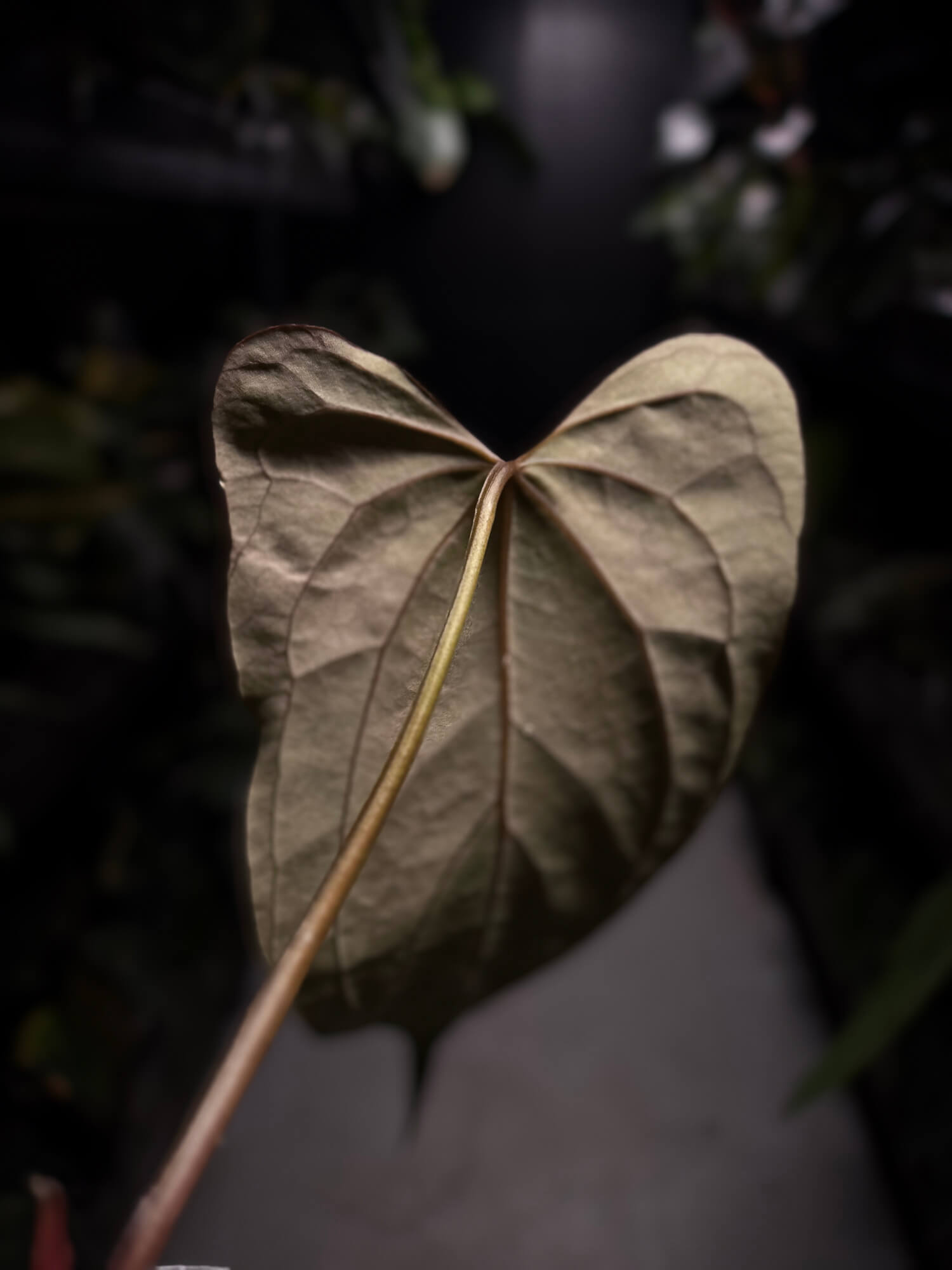 Anthurium #KissinCousins