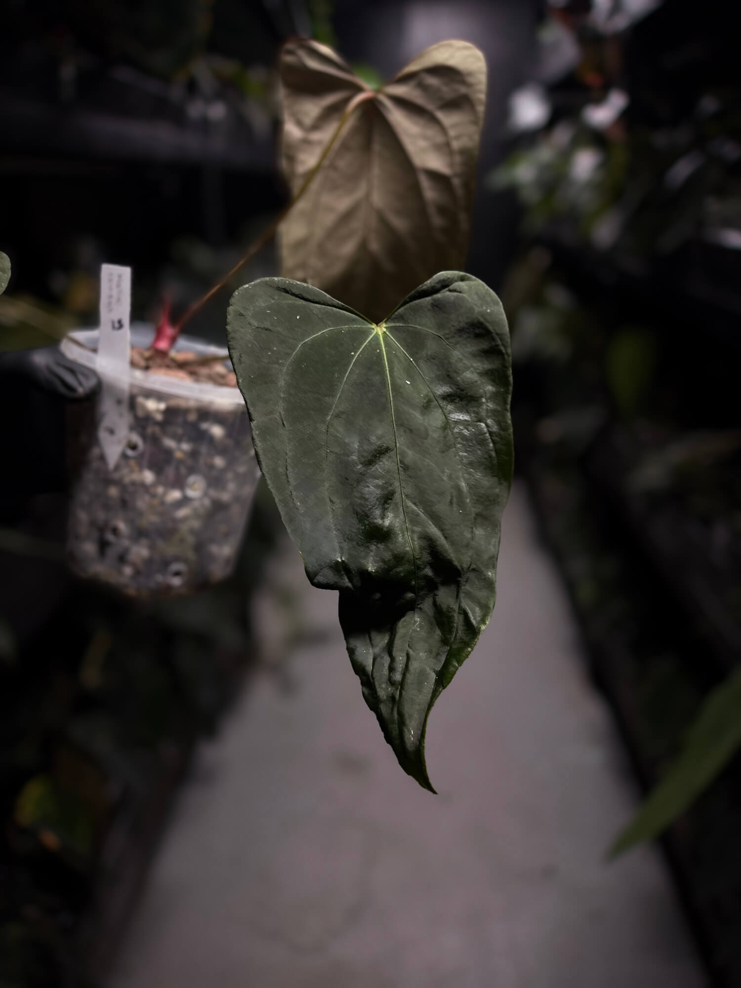 Anthurium #KissinCousins