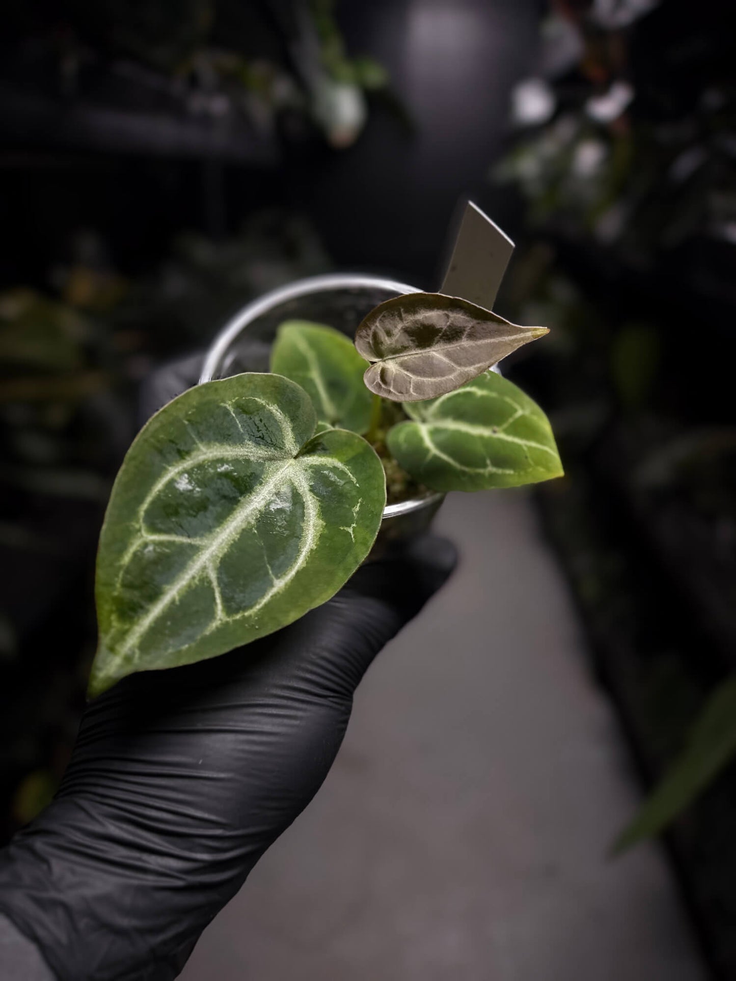 Anthurium 'Michelle' x 'Silver Blush' X 'Michelle'