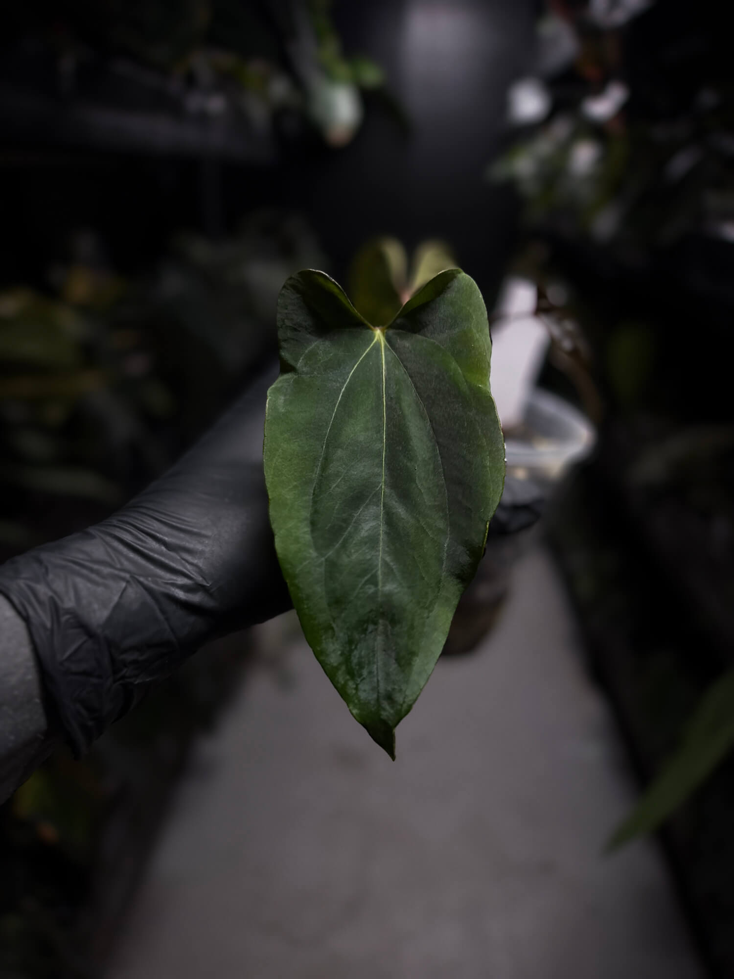 Anthurium papillilaminum FSRL x ((dress x carla) x BVEP)