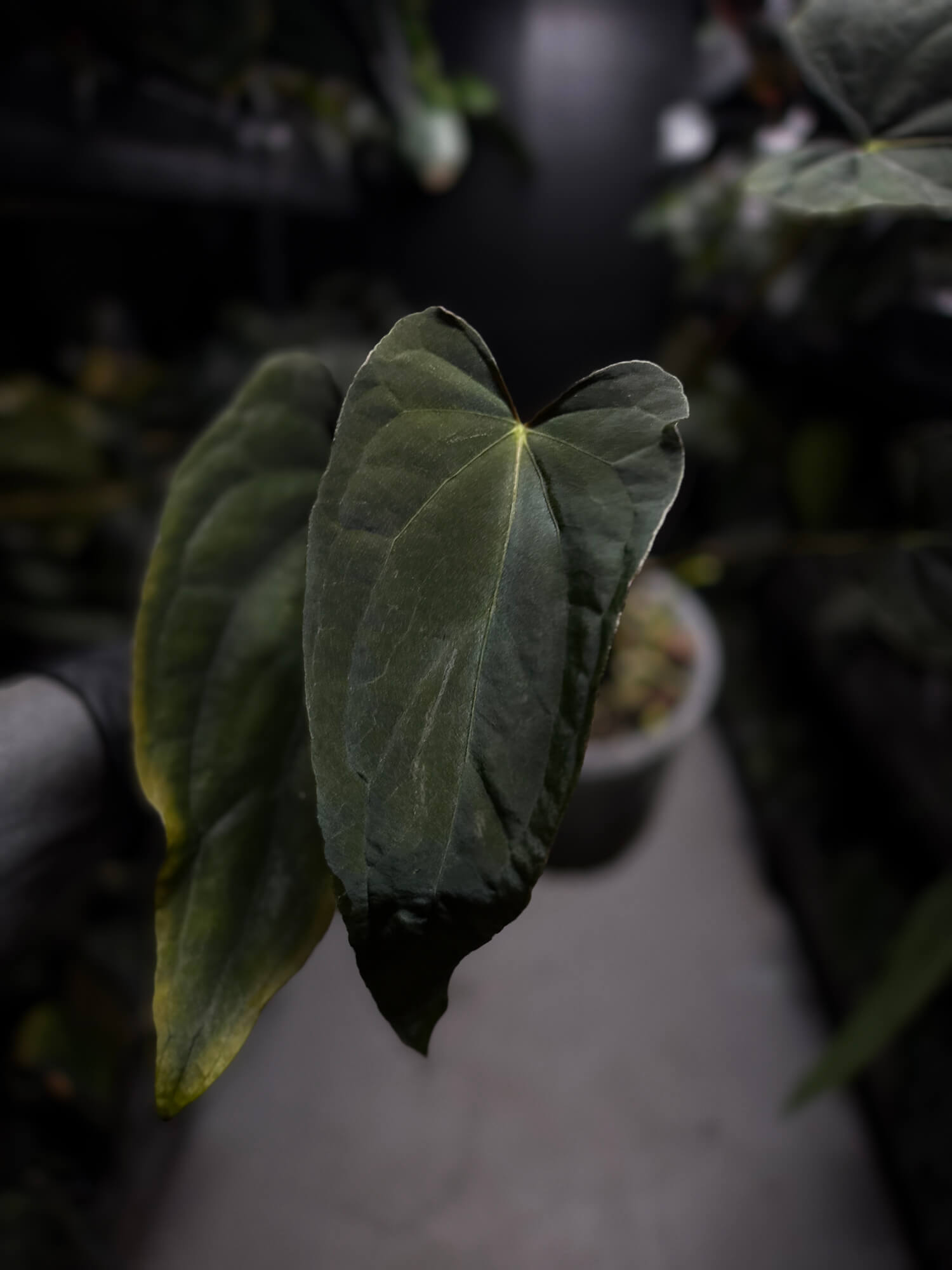 Anthurium #Asmodeus - #TwinPhoenix x (pap x dress)