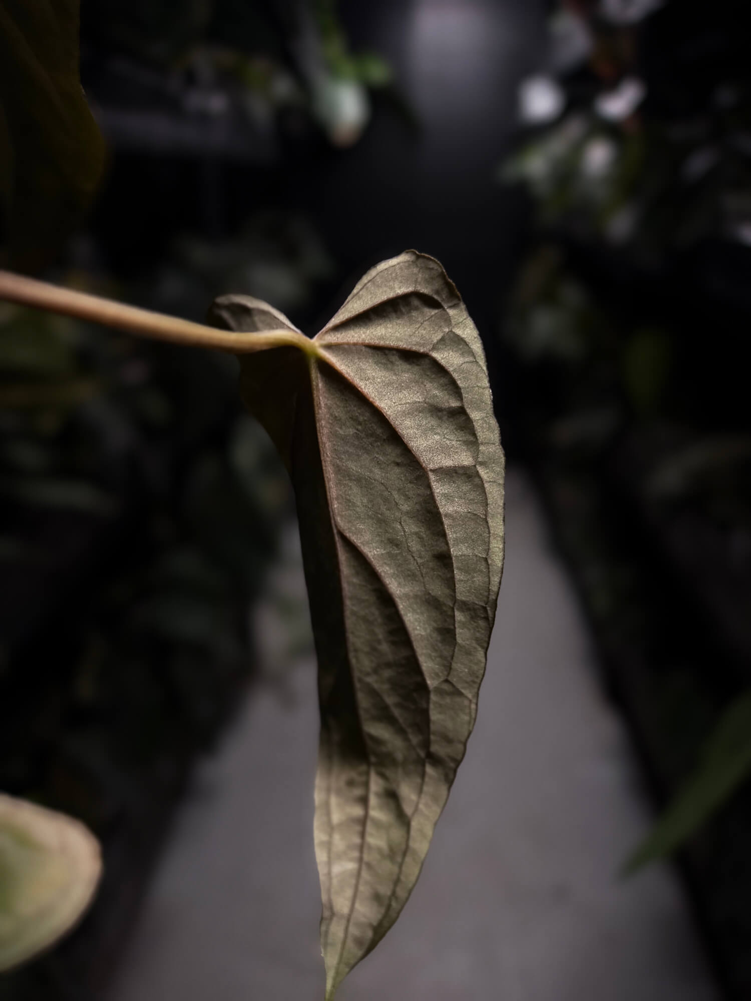 Anthurium #Asmodeus - #TwinPhoenix x (pap x dress)