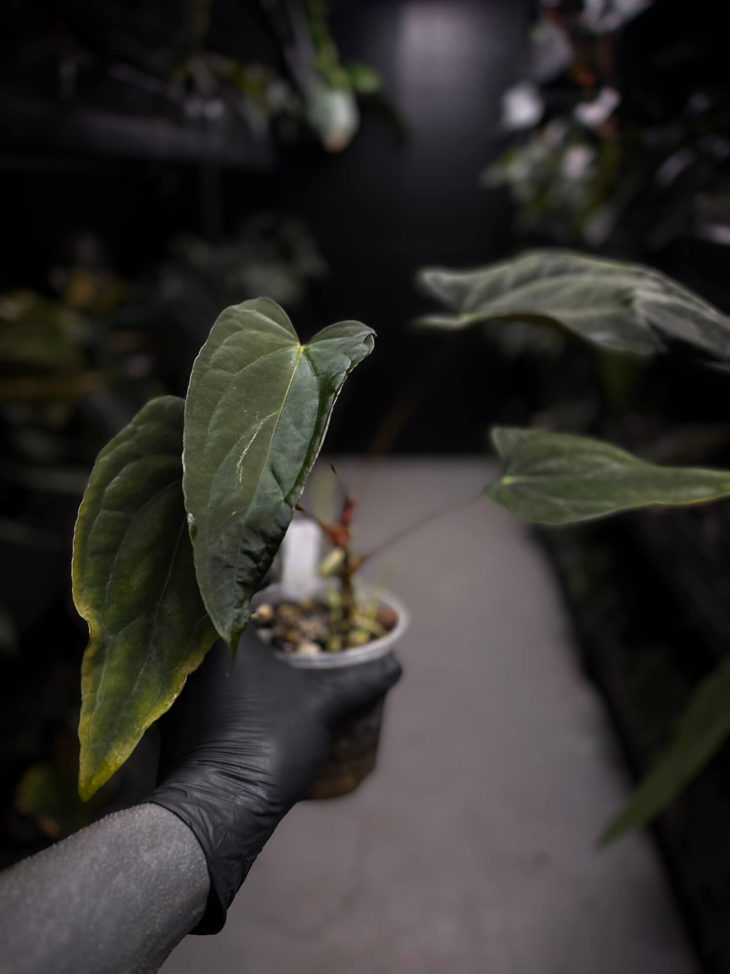 Anthurium #Asmodeus - #TwinPhoenix x (pap x dress)