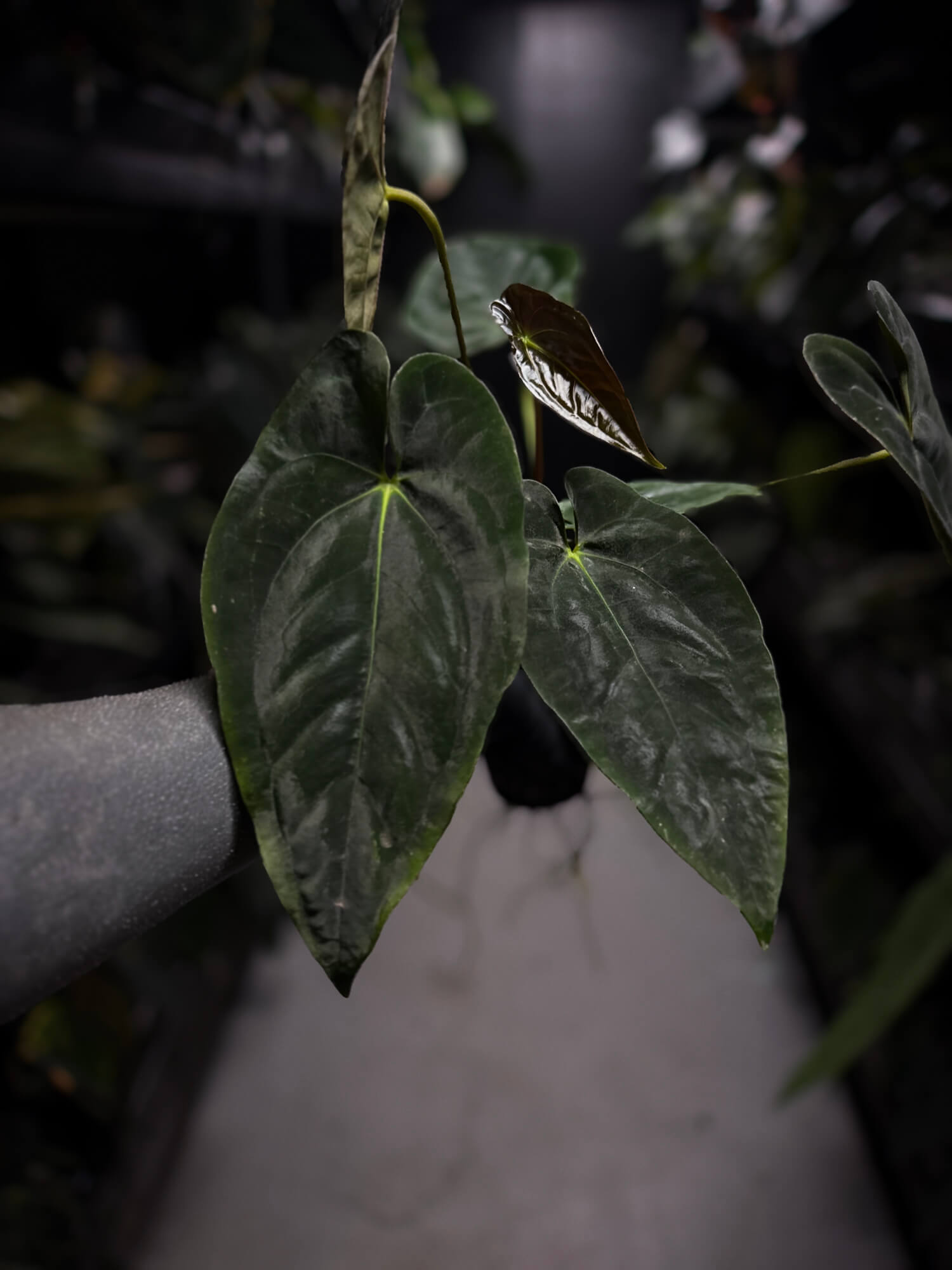 Anthurium papillilaminum 'MDB' x 'RA8'