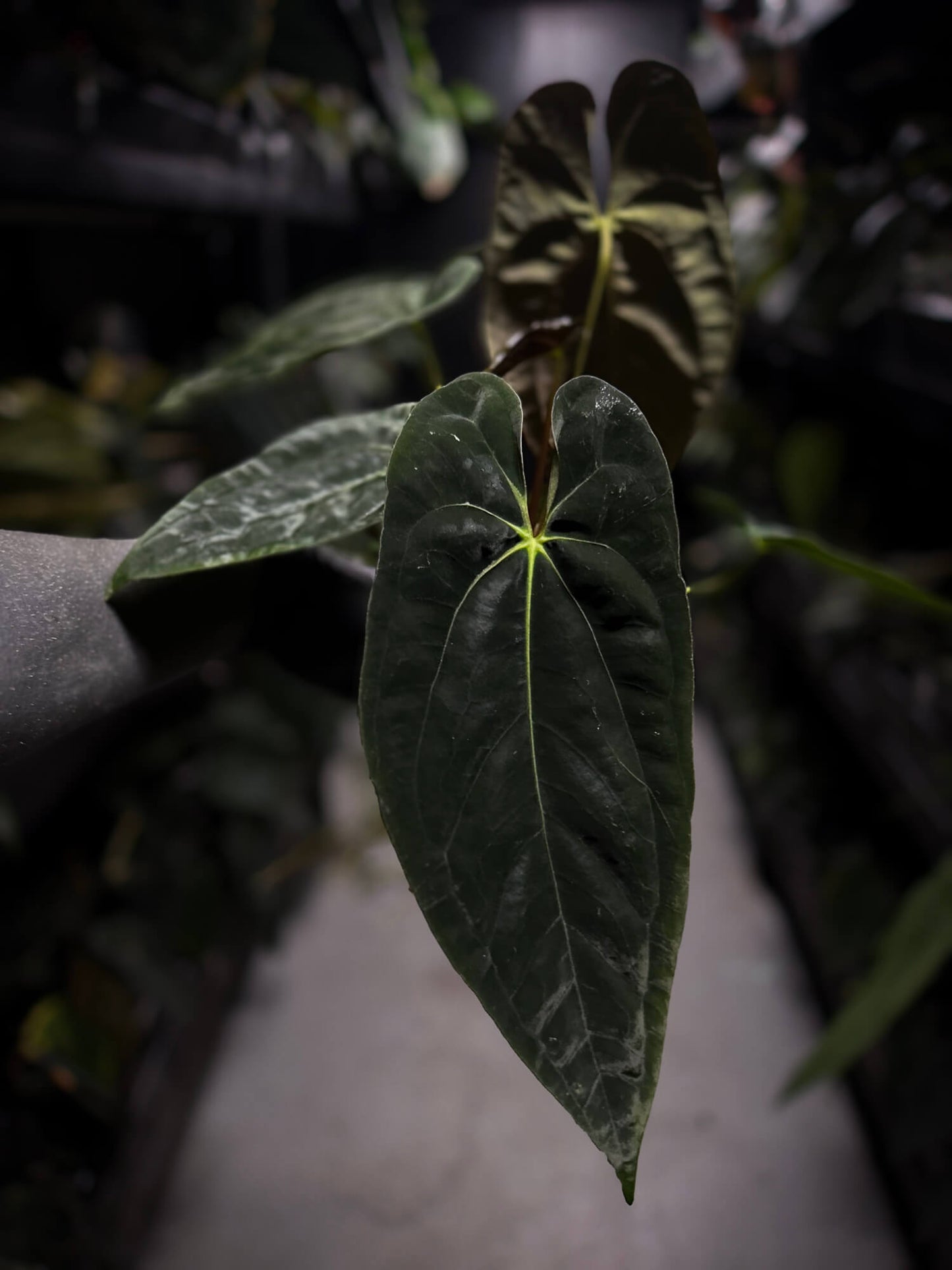 Anthurium papillilaminum 'MDB' x 'RA8'