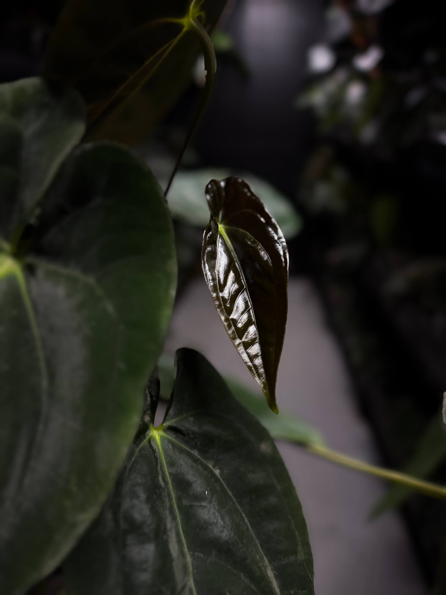 Anthurium papillilaminum 'MDB' x 'RA8'