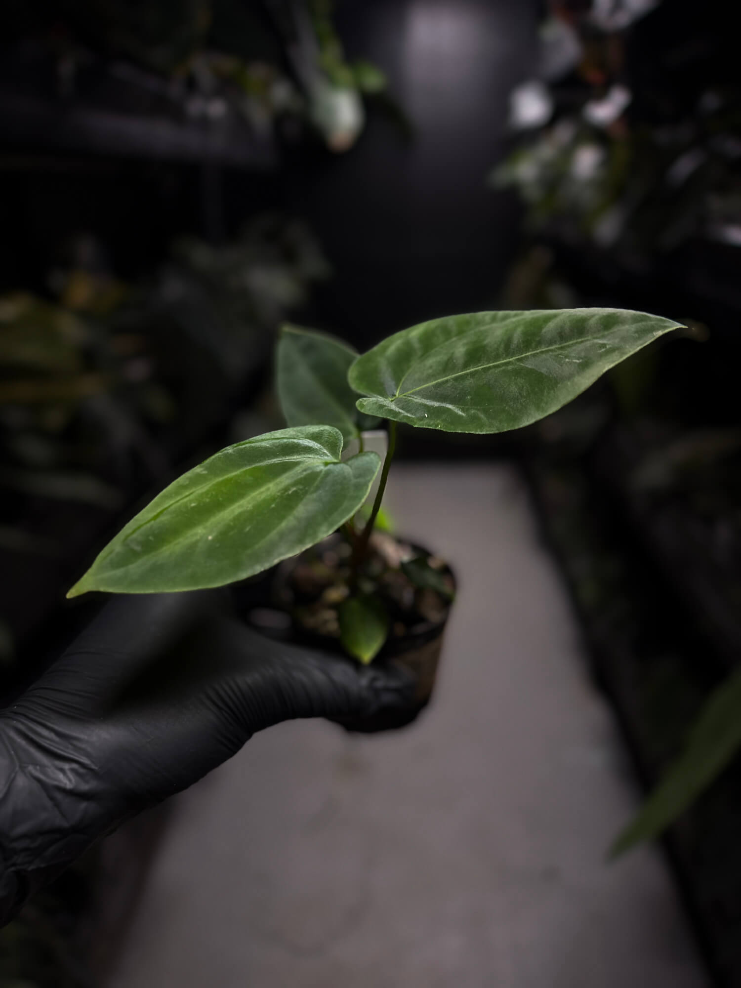 Anthurium papillilaminum 'RA6' x antolakii / 'BVEP' ('Round x RA')