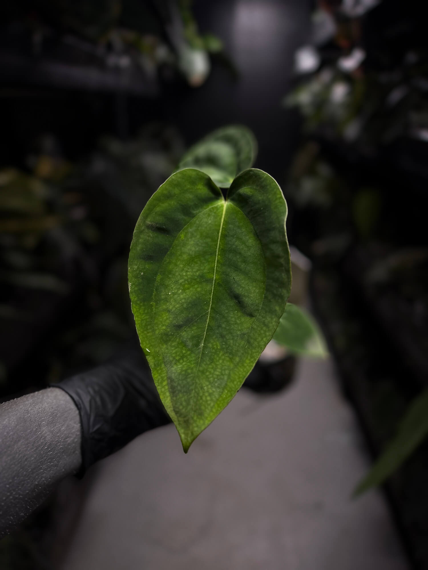 Anthurium papillilaminum 'RA6' x antolakii / 'BVEP' ('Round x RA')