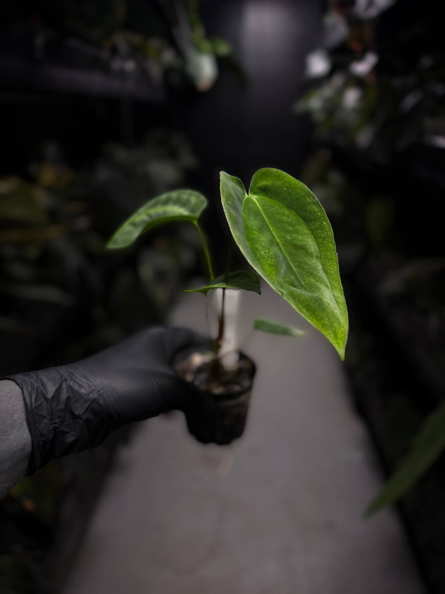 Anthurium papillilaminum 'RA6' x antolakii / 'BVEP' ('Round x RA')