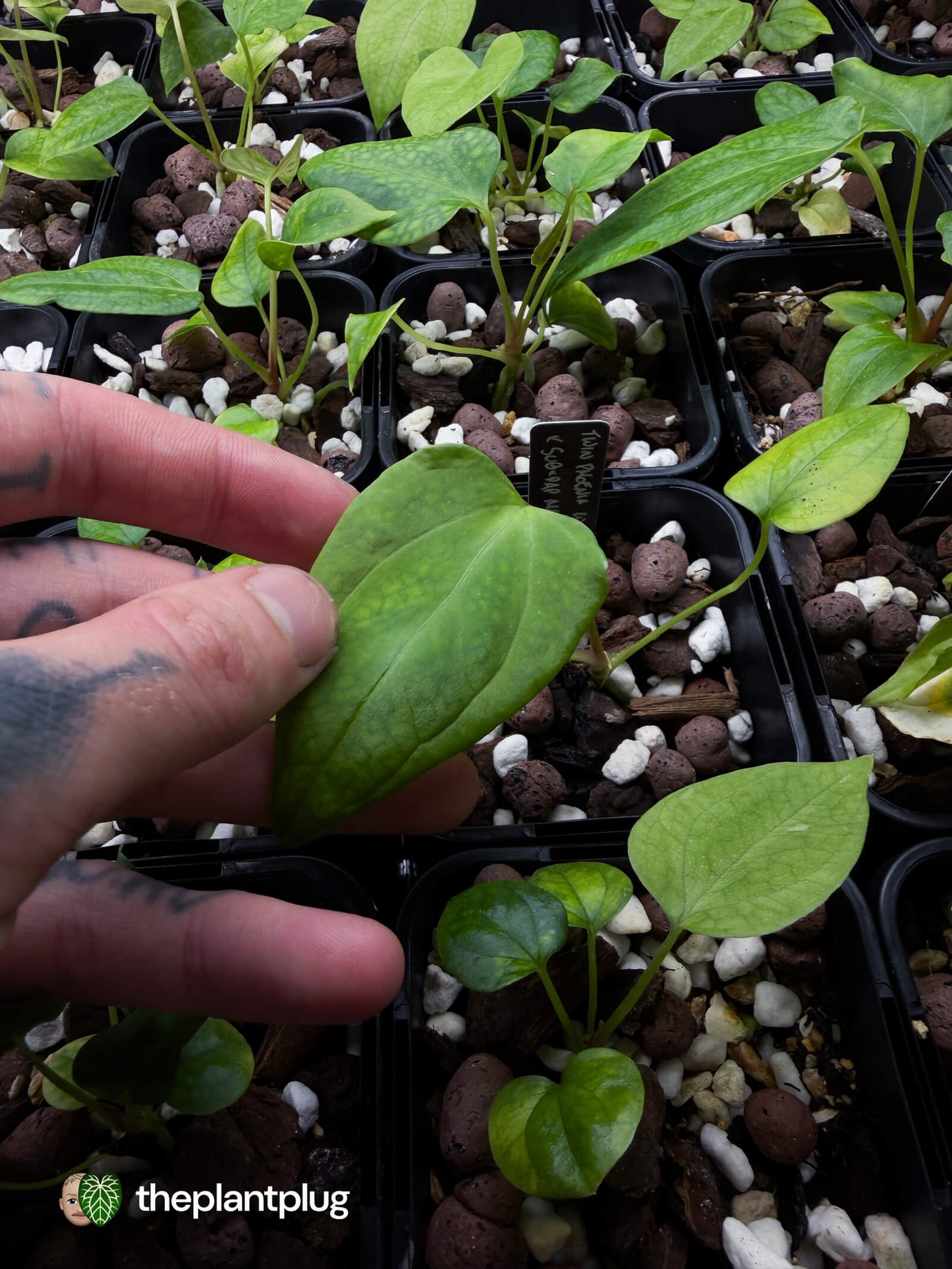 Anthurium Twin Phoenix x (subsignatum x papillilaminum) • germinated seeds