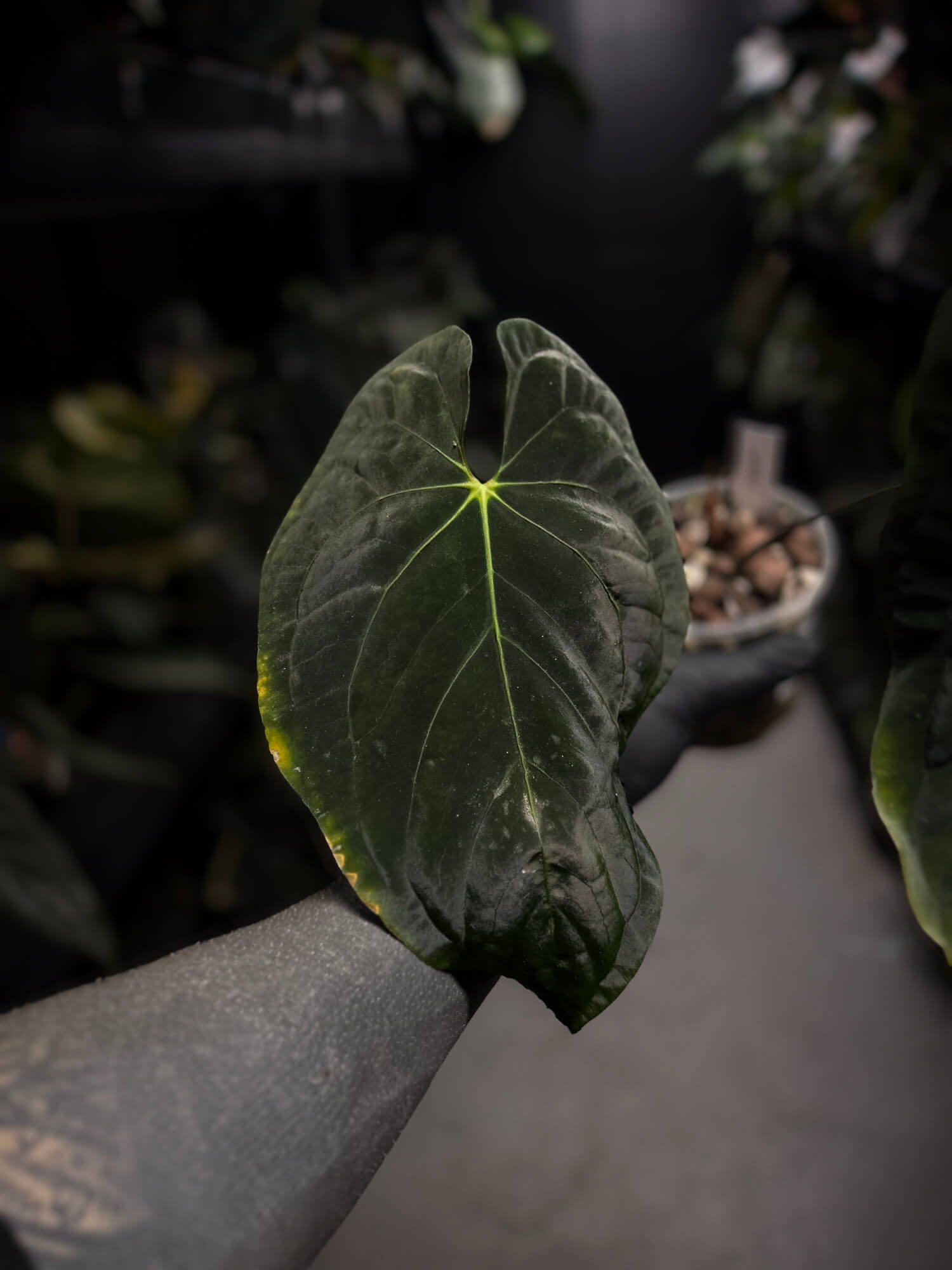 Anthurium #PLUG003 • XL Plant
