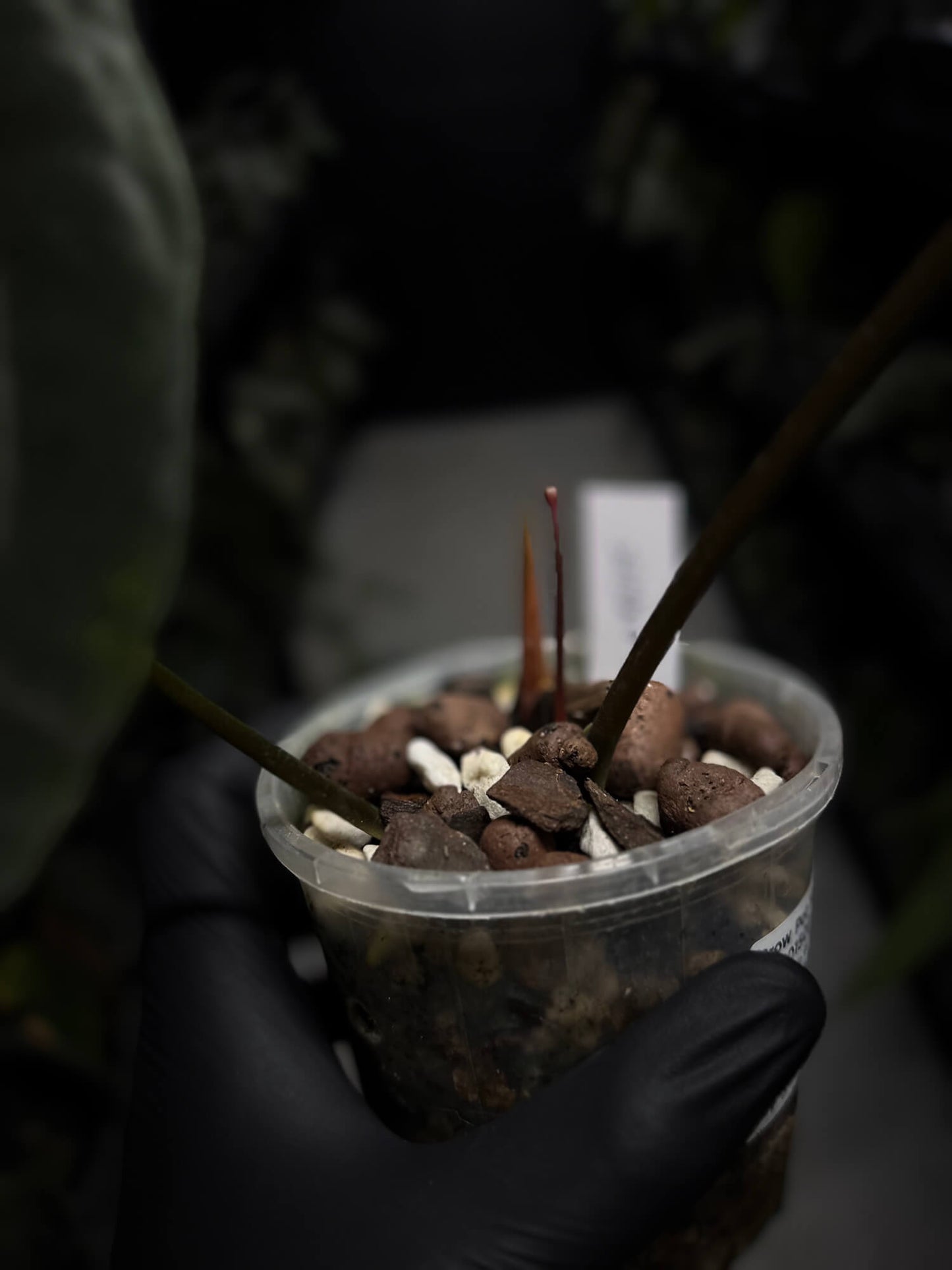 Anthurium #PLUG003 • XL Plant