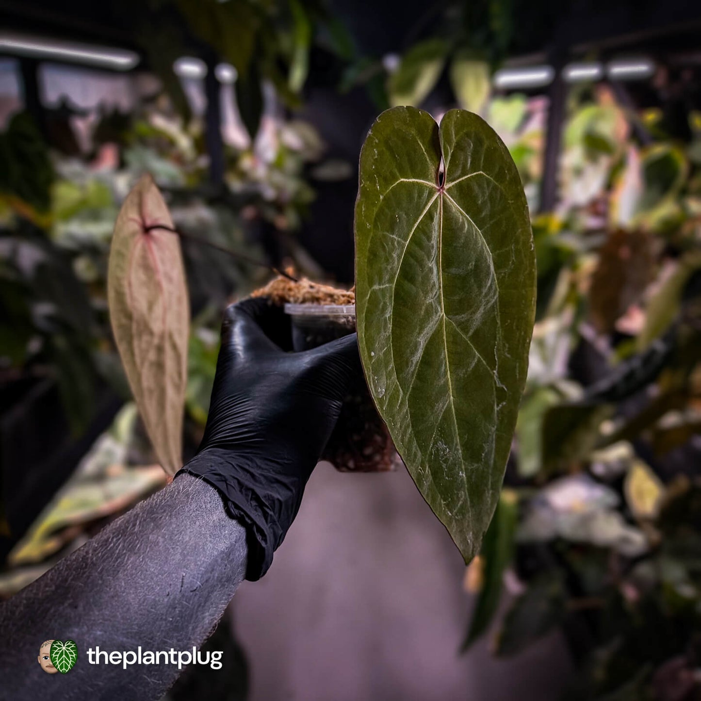 Anthurium 'Ace of Spades' dark form (ex. Tezula) f1