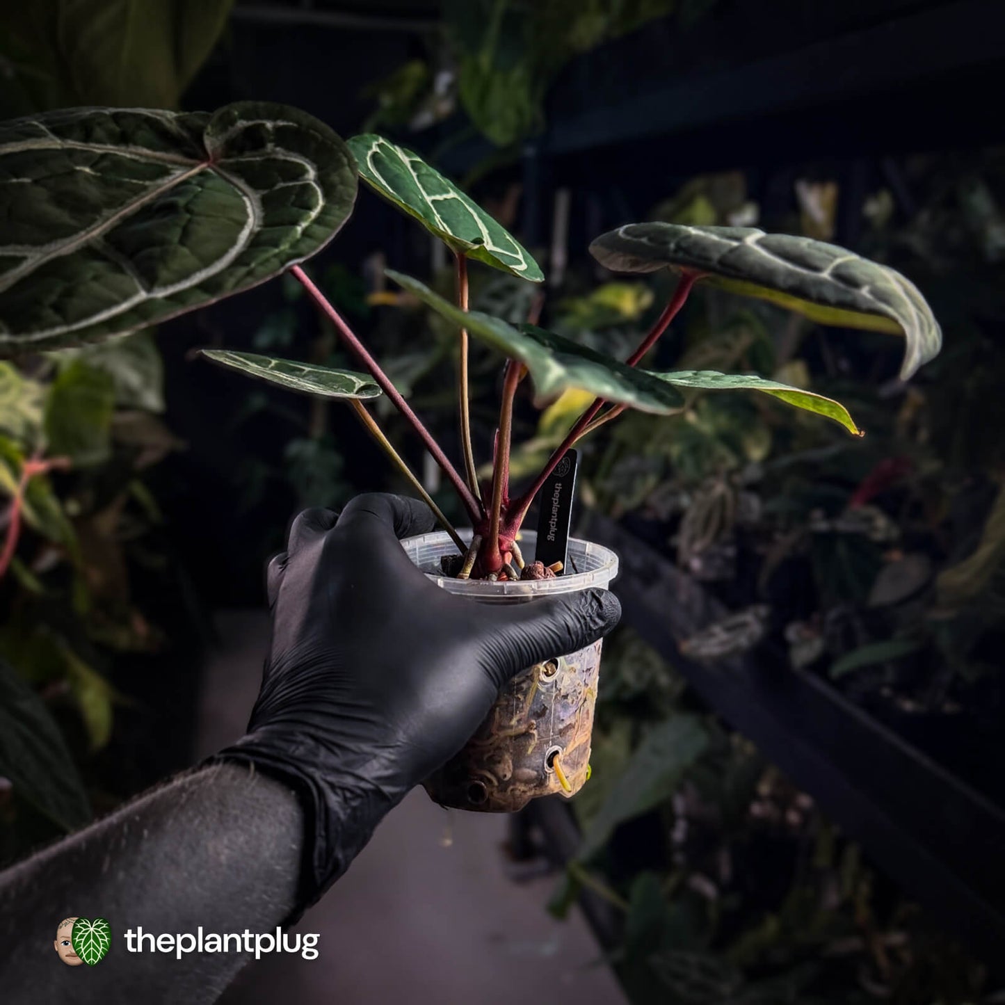 Anthurium SKG 'Red Crystal' x 'Michelle' 💫