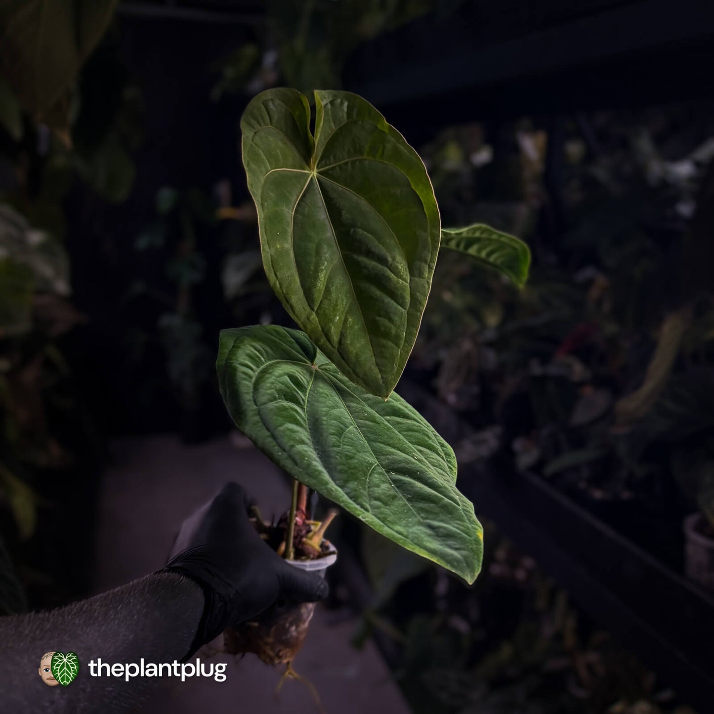 Anthurium (papillilaminum x) x dressleri 'RG'