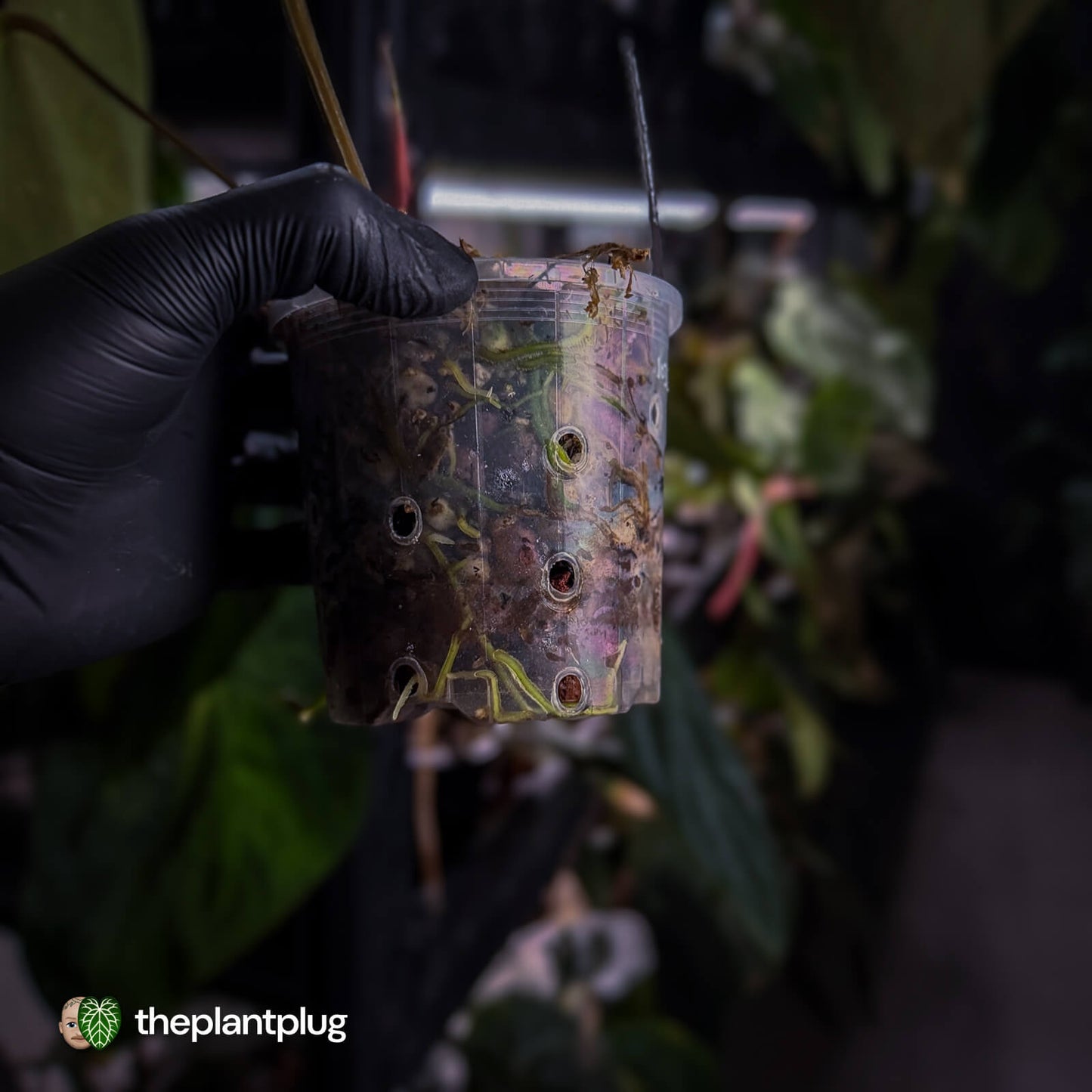 Anthurium papillilaminum 'Red Abaxial' x dressleri • select holdback