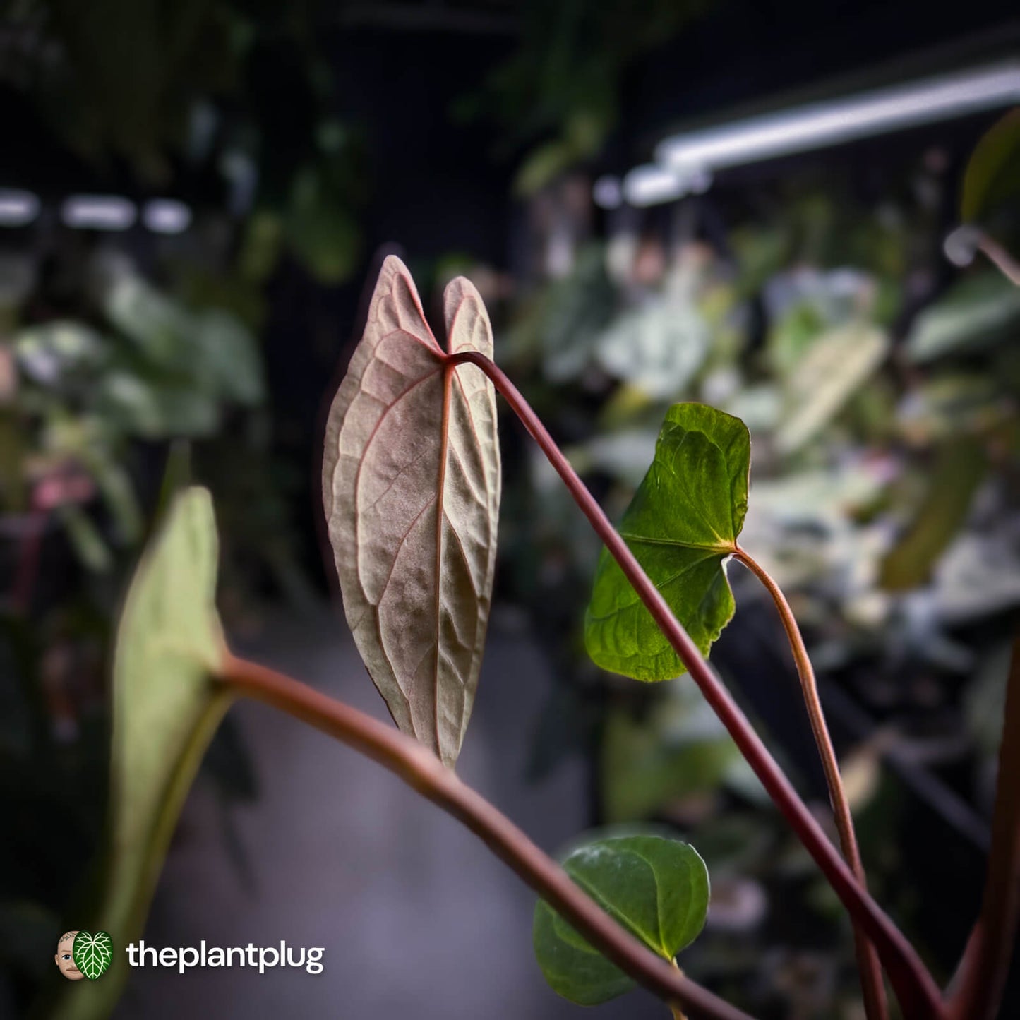 Anthurium Volcanic Ash x Calculus