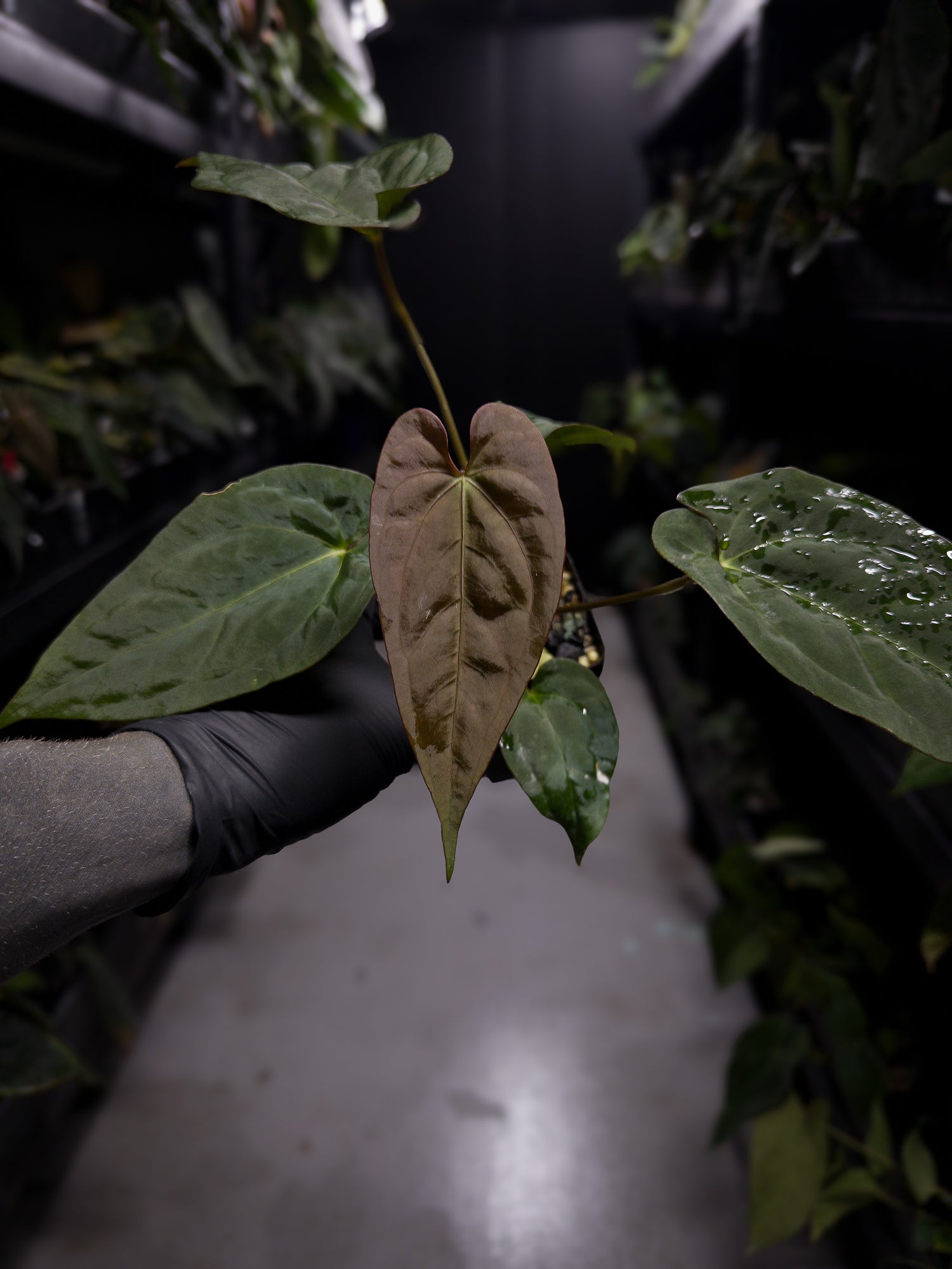 Anthurium (#BlackCherry 'Red' x ('Hoffx' x (pap x dress)) #BBC