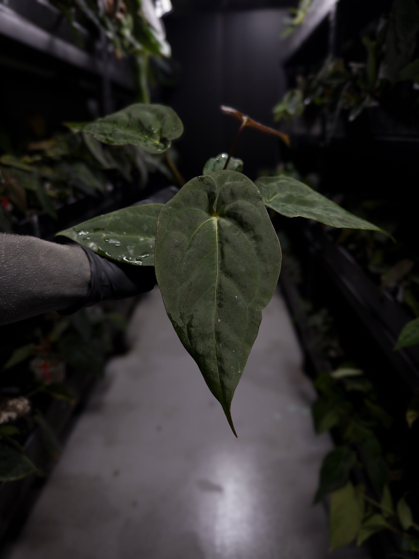 Anthurium (#BlackCherry 'Red' x ('Hoffx' x (pap x dress)) #BBC