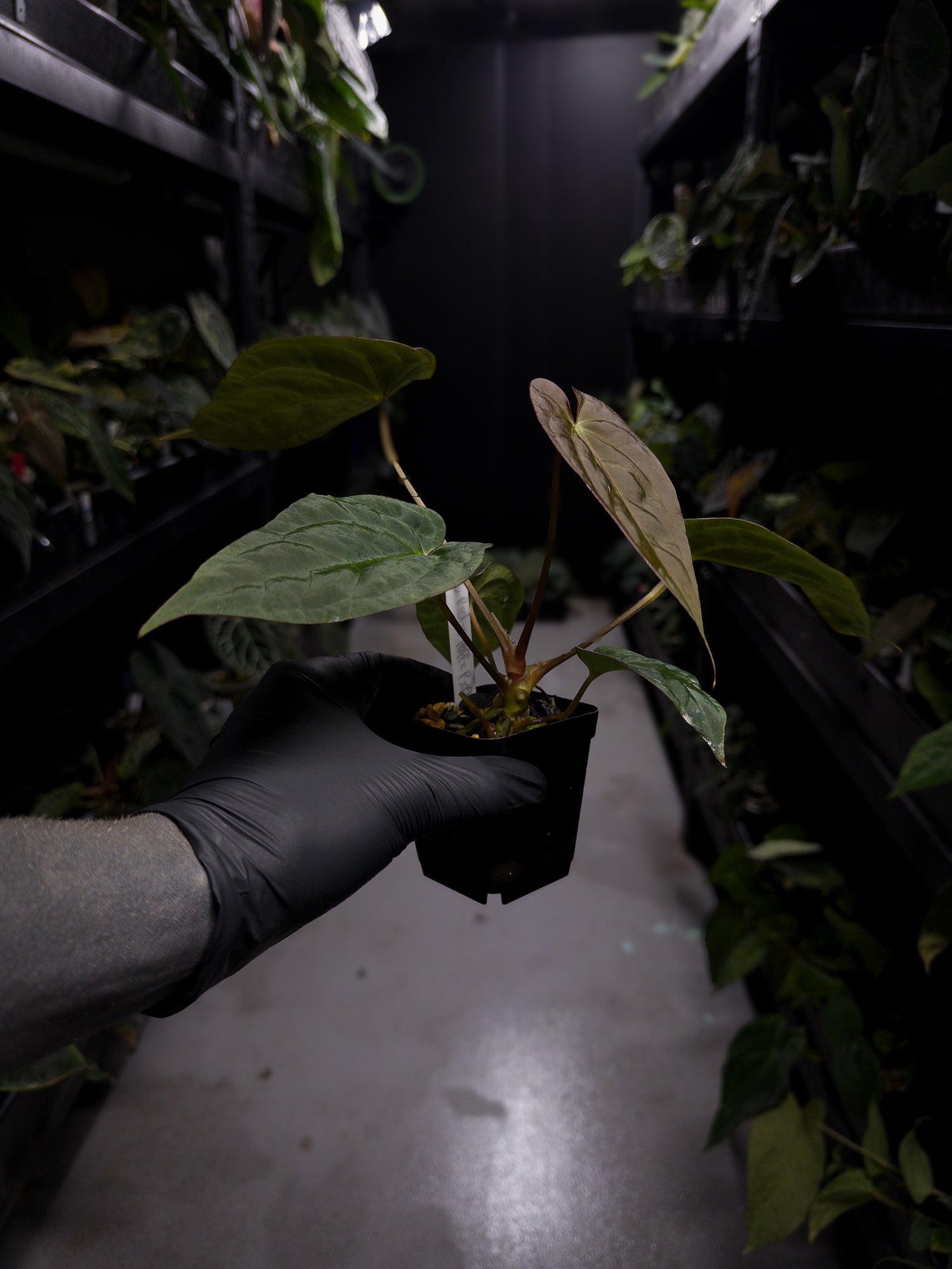 Anthurium (#BlackCherry 'Red' x ('Hoffx' x (pap x dress)) #BBC