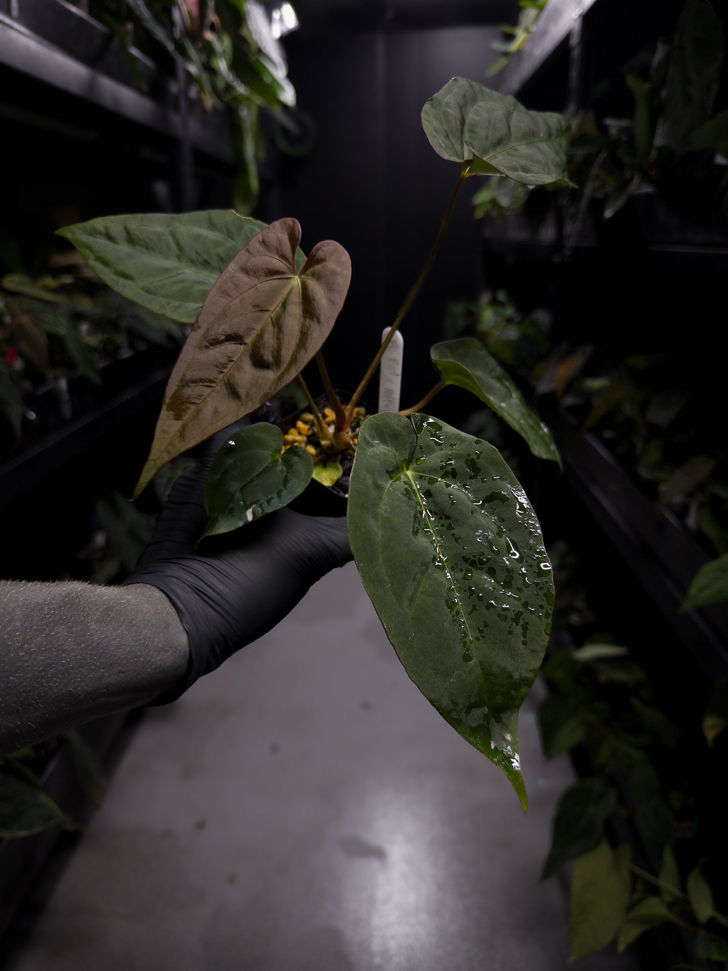 Anthurium (#BlackCherry 'Red' x ('Hoffx' x (pap x dress)) #BBC