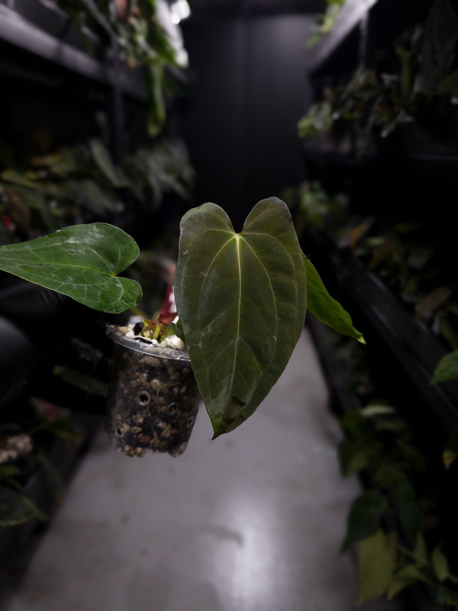 Anthurium papillilaminum ('Marshellini' x 'Dadbod') x 'RA8'
