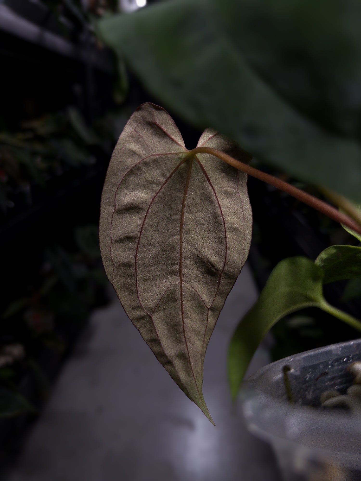 Anthurium papillilaminum ('Marshellini' x 'Dadbod') x 'RA8'
