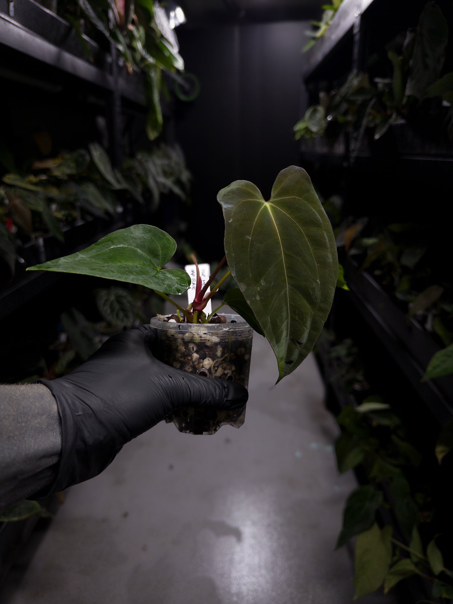 Anthurium papillilaminum ('Marshellini' x 'Dadbod') x 'RA8'