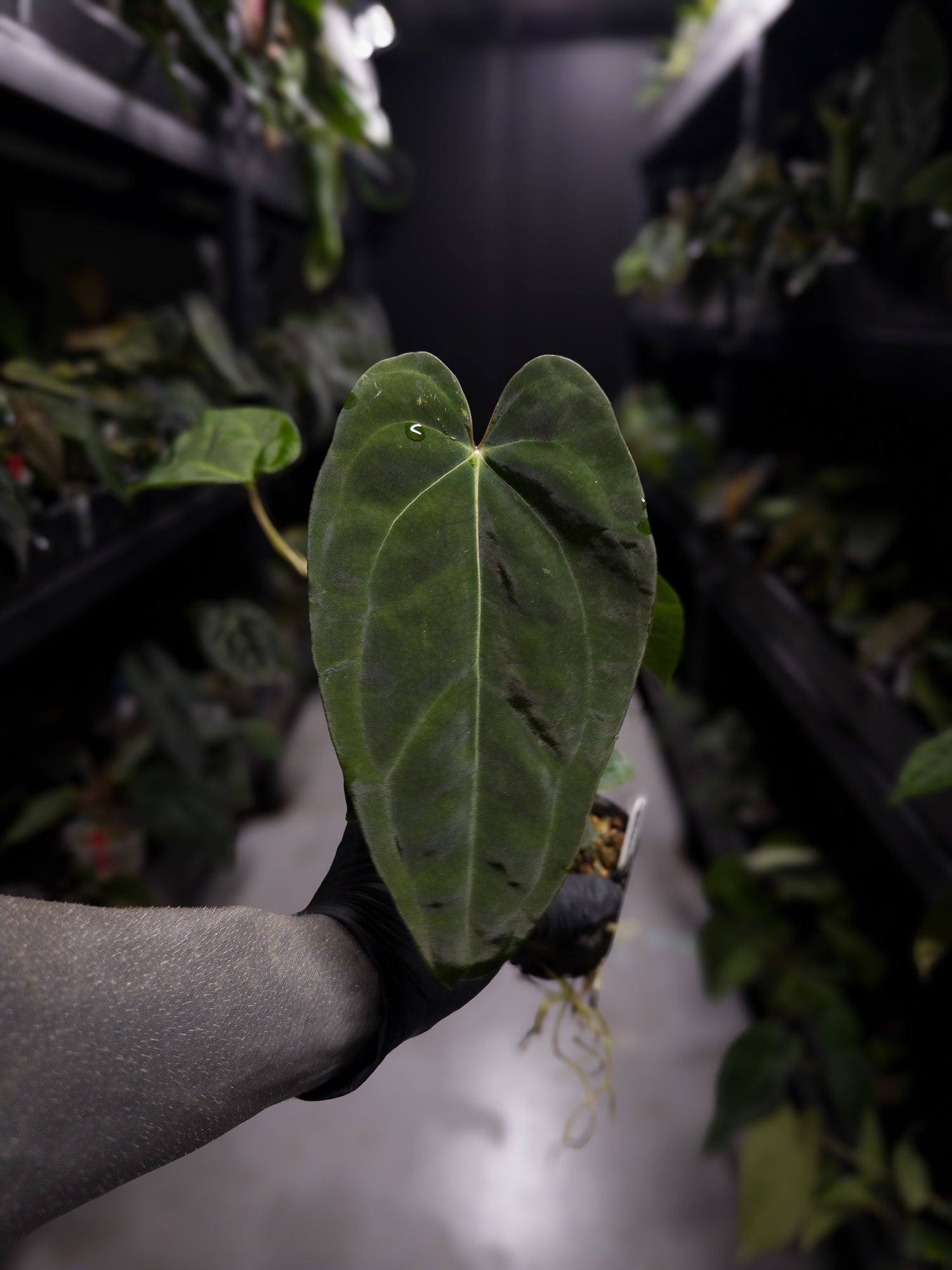 Anthurium #DarkMalice • (('Midnight Velvet' x crystallinum) x besseae aff 'Elektra')