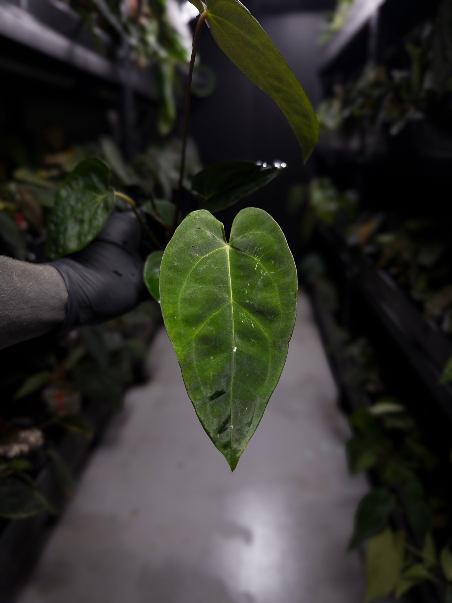 Anthurium #DarkMalice • (('Midnight Velvet' x crystallinum) x besseae aff 'Elektra')