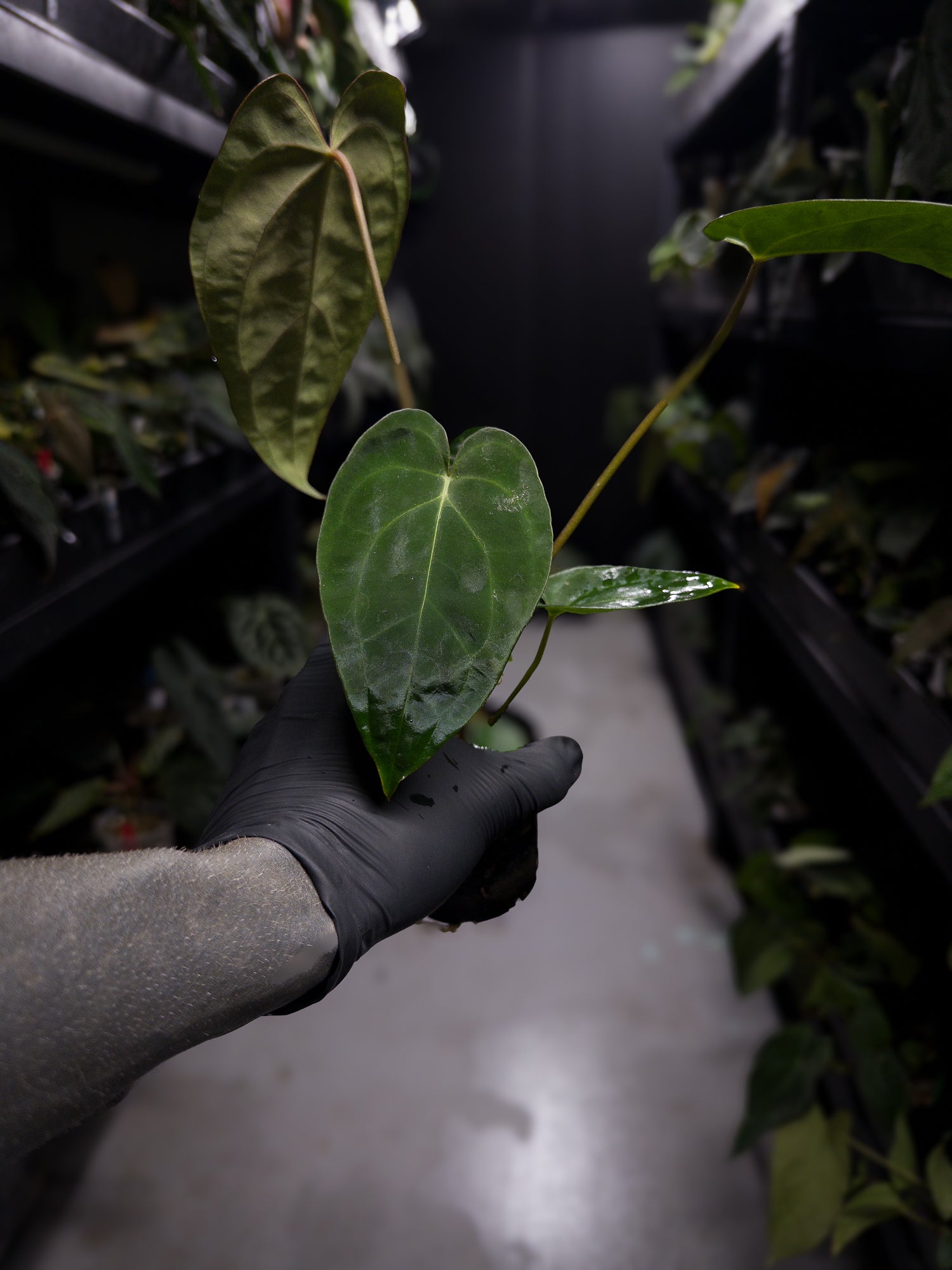 Anthurium #DarkMalice • (('Midnight Velvet' x crystallinum) x besseae aff 'Elektra')
